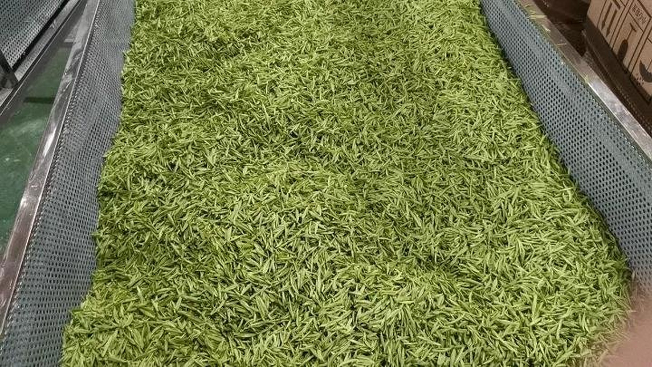 "红旗1号"到底是不是黄山毛峰?