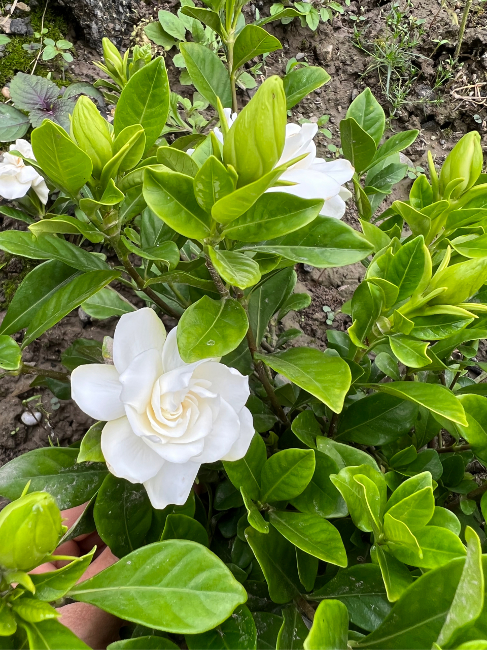 我同时买了两盆栀子花,一棵带回来时开得好的留在家里,另一棵栽在菜地
