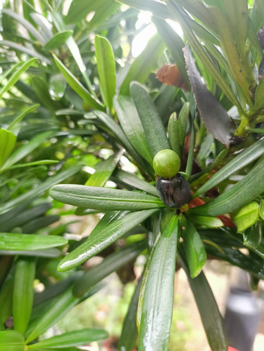 今年的罗汉松长出果了,养了好几年.@与别不彤的动态