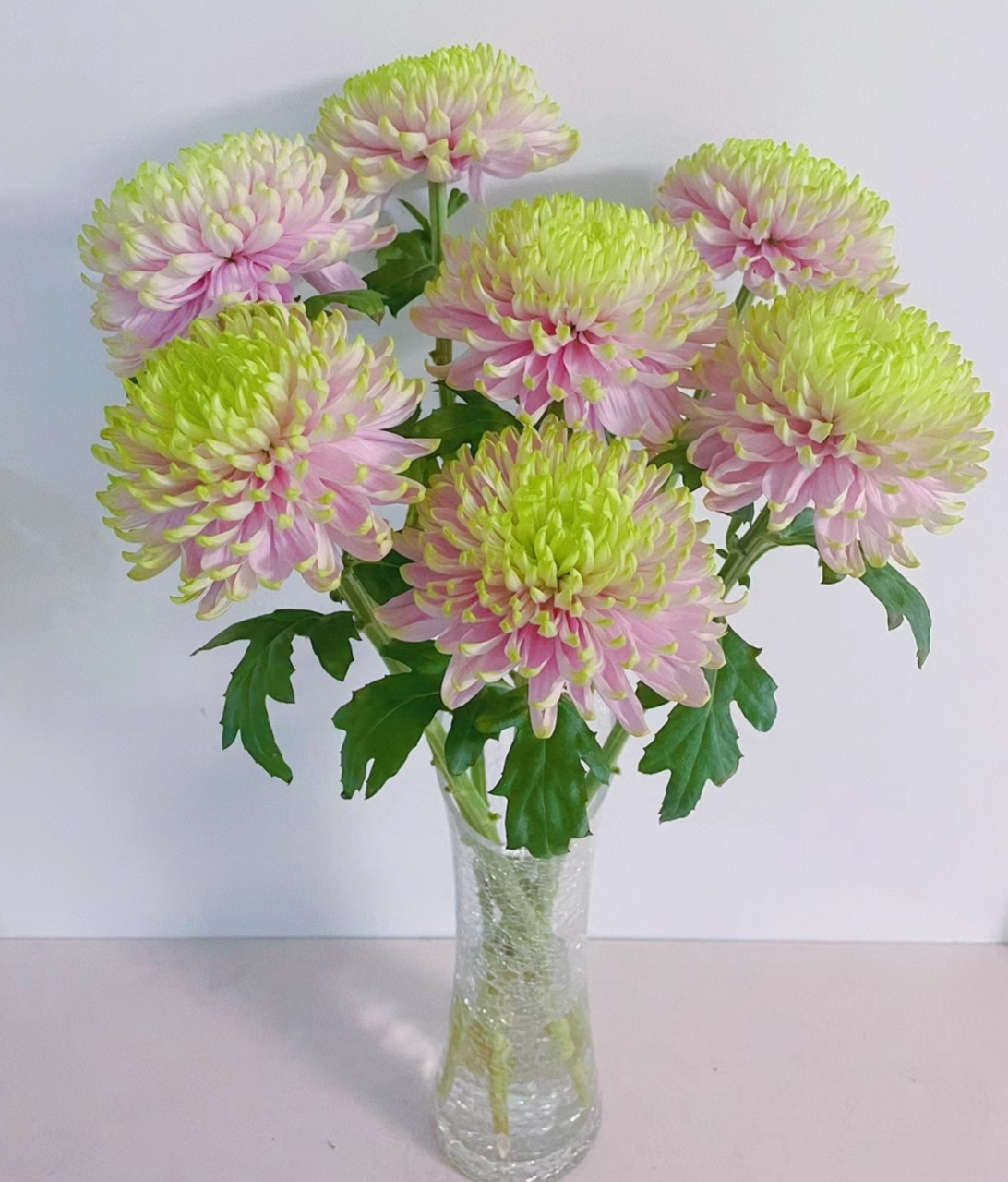 强烈安利仙儿到无法形容的粉绿安娜菊,美爆了～ 安娜粉绿小菊真是仙儿