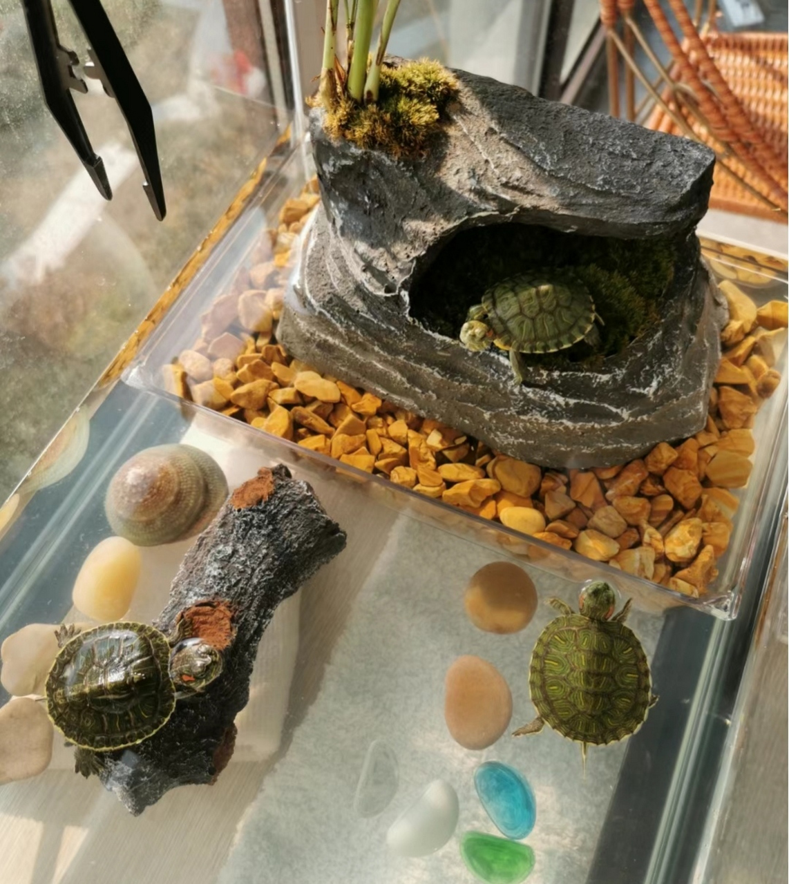 我家的龟缸布置,完美~ 龟家虽小,但五脏俱全,我设置了