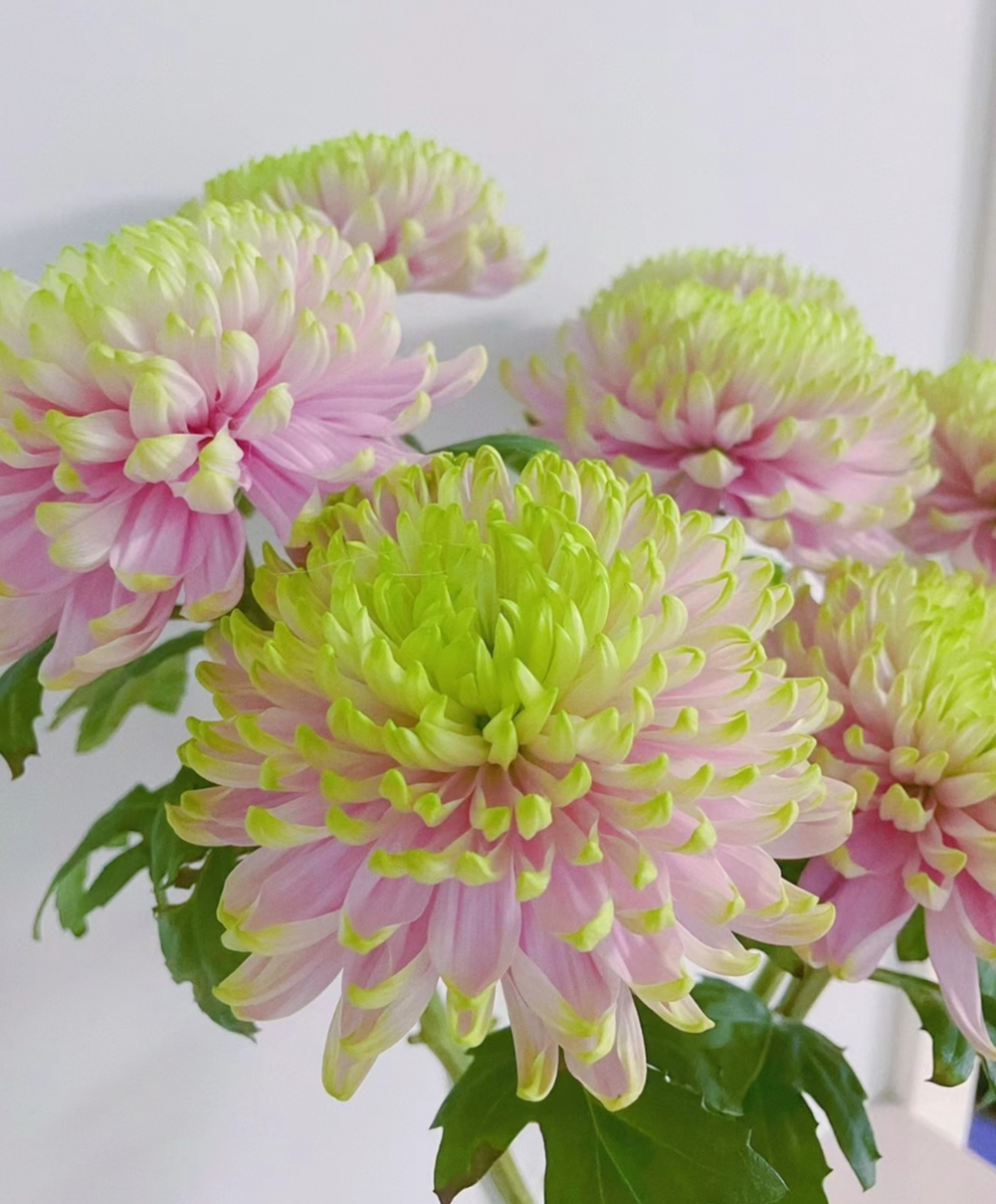 强烈安利仙儿到无法形容的粉绿安娜菊,美爆了～ 安娜粉绿小菊真是仙儿