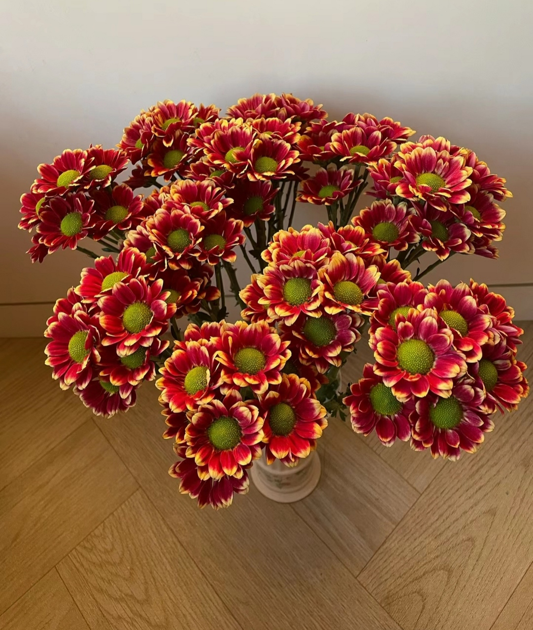 单瓣儿也可以美美的匹诺曹小菊～ 这款小菊的名字很好玩,它有好几种