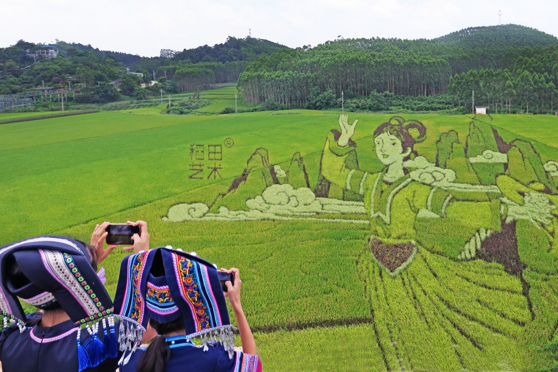 南宁宾阳古辣稻田艺术画已经达到极佳观赏效果啦,就在宾阳大陆村,离