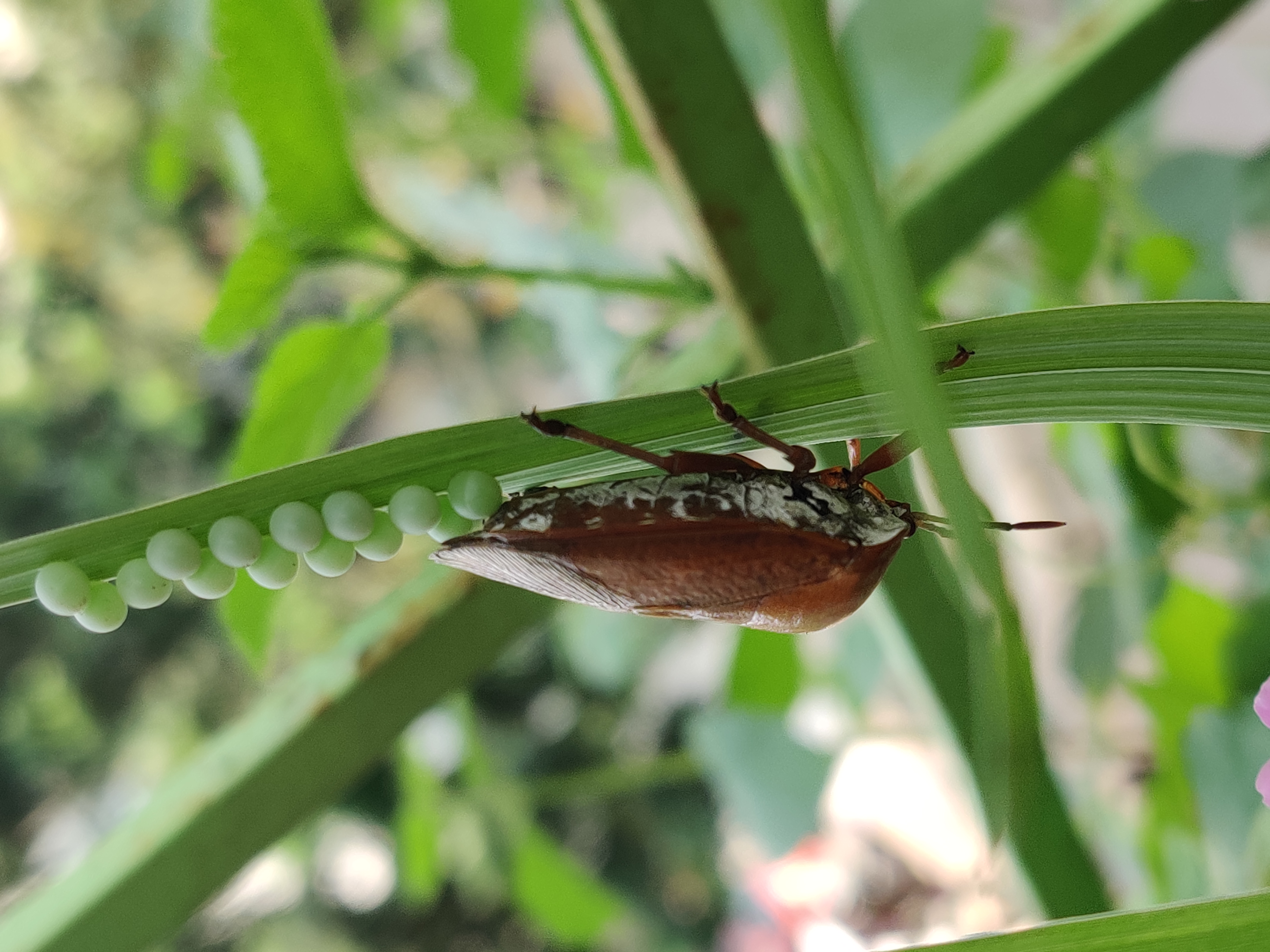 龙眼树上的虫子叫什么图片