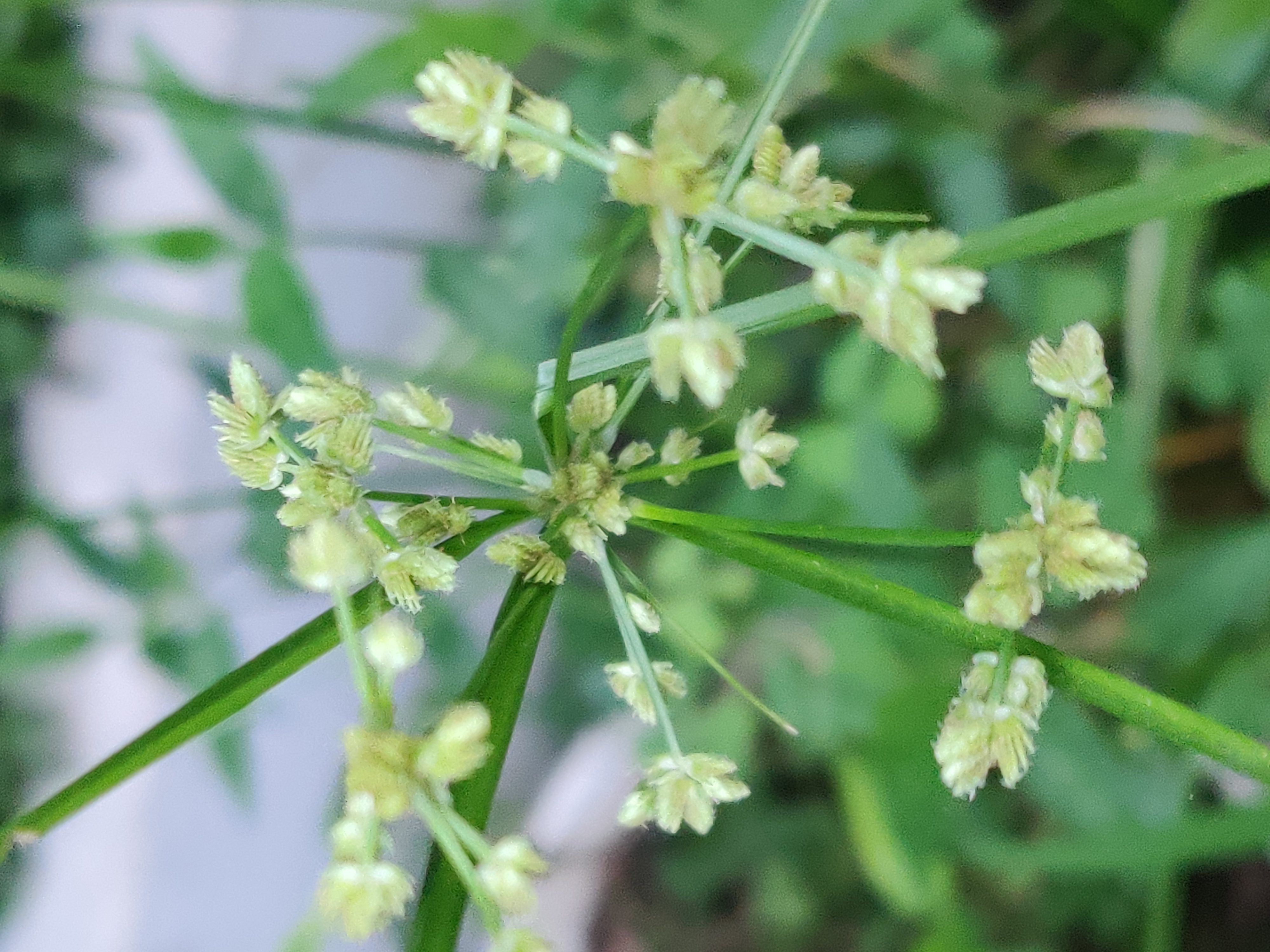 在野外挖回来种的水竹开花了