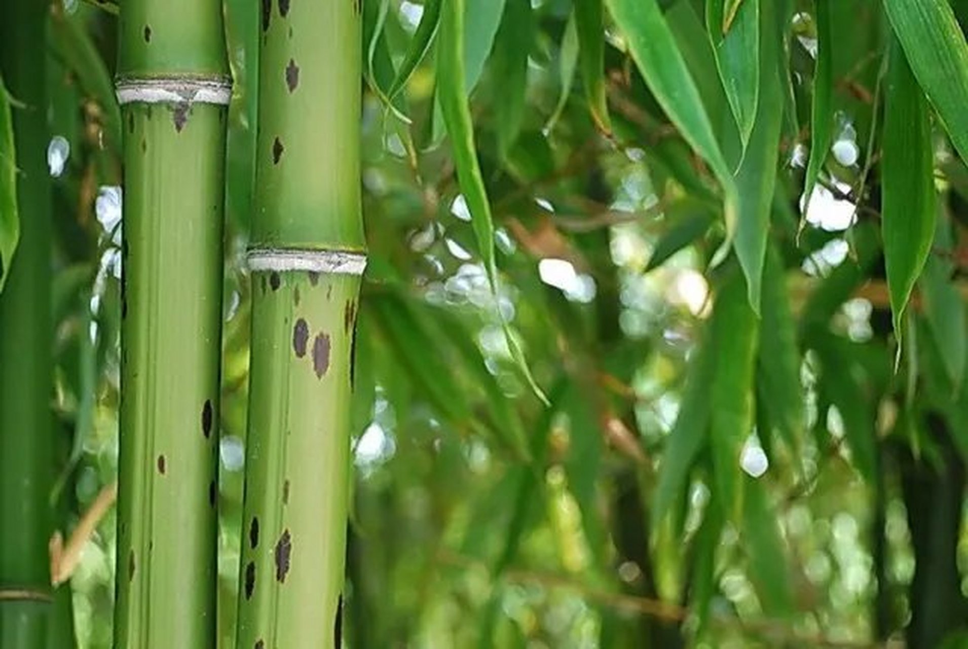 《斑竹泪 谁洒泪雨洞庭旁 帝妃梦碎泣潇湘 化作千竿斑斑竹 痴寄哀思