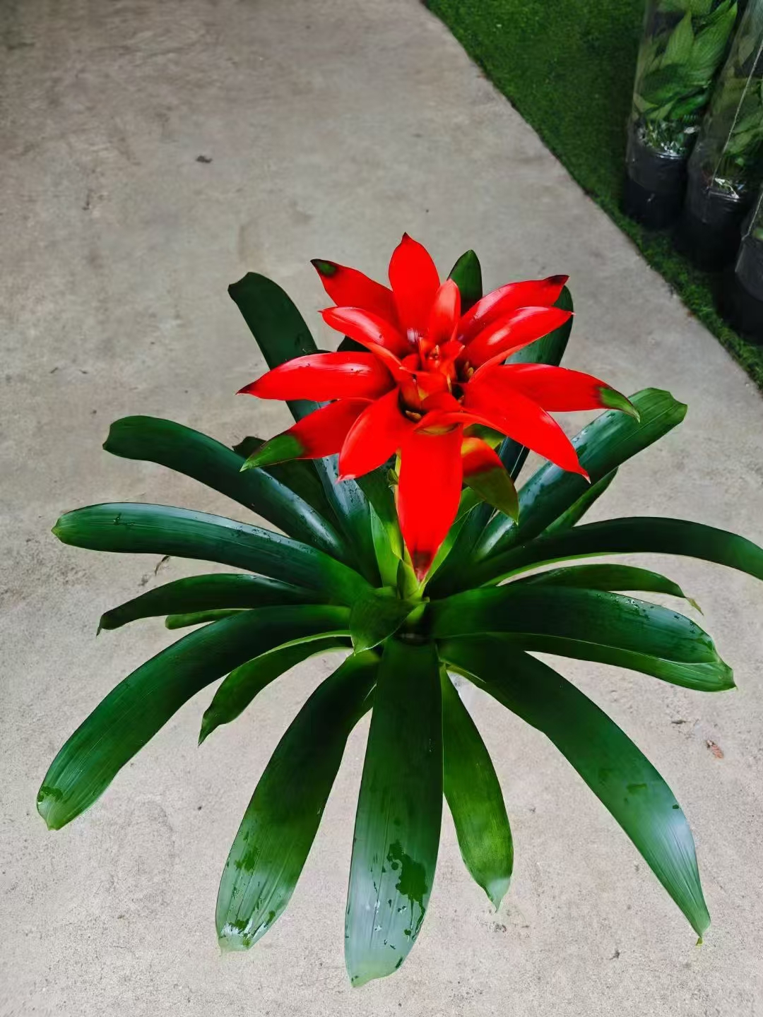 鸿运当头,南宁鸿运当头盆栽,花卉,广西南宁市鸿运当头盆景,绿植,植物