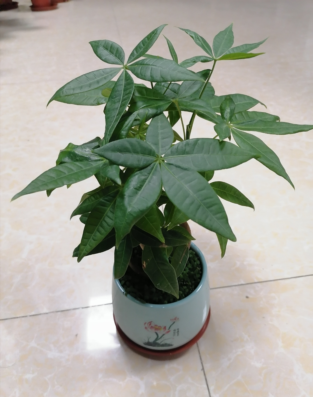 青秀区小发财树,南宁青秀区小盆发财树,广西南宁市青秀区小叶小盆栽