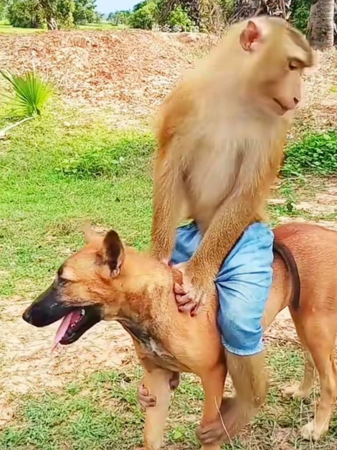 我家狗子都快被这只猴子给欺负的不行了,真的是山中无老虎,猴子称霸王