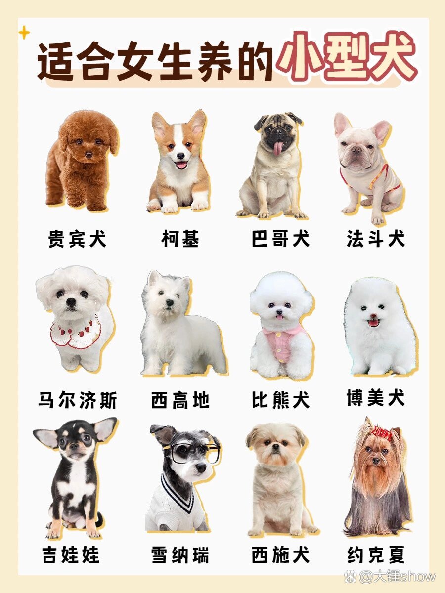 宠物狗品种=宠物狗品种小型犬大全