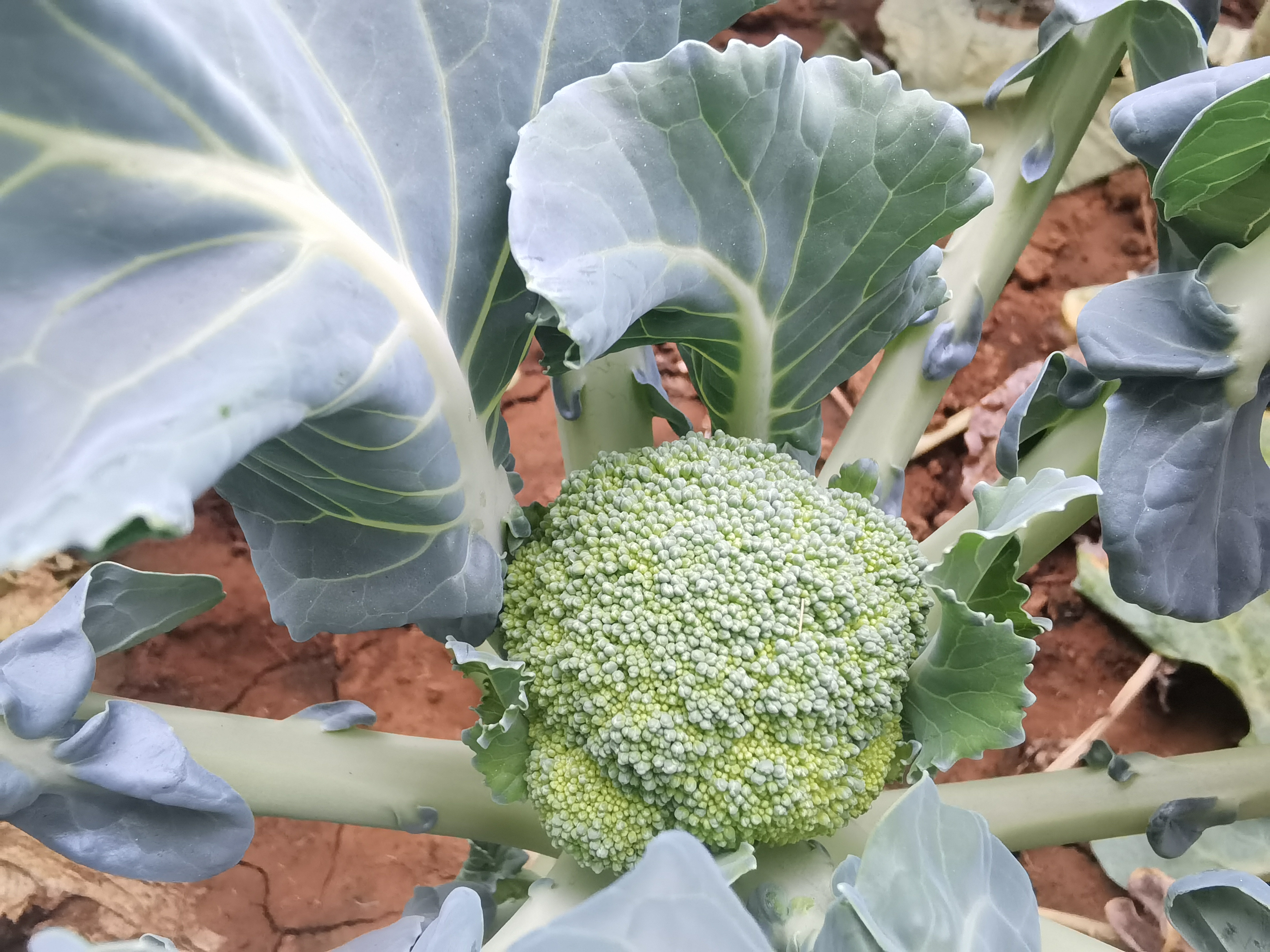 费了九牛二虎之力种出了西兰花和花椰菜,丰收的喜悦无以言表.