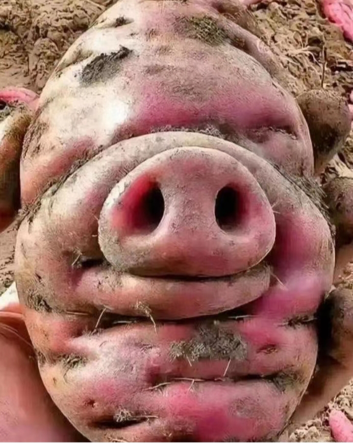 种这么多年的土豆,还是头一次见到过