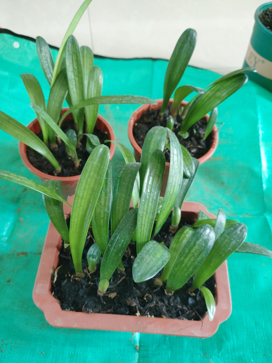 君子兰小苗分装完成