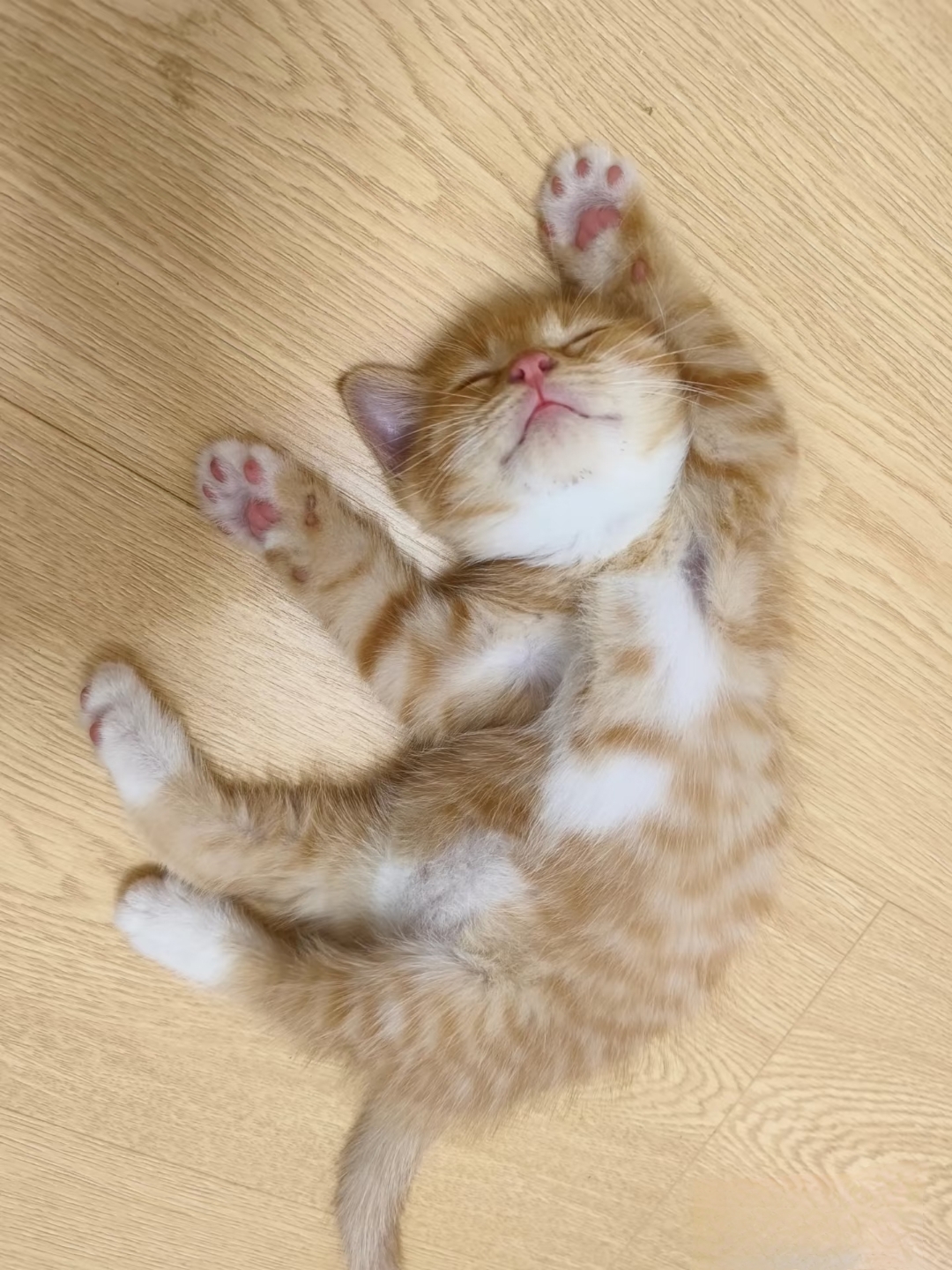 这只小猫的睡颜也太治愈了吧!