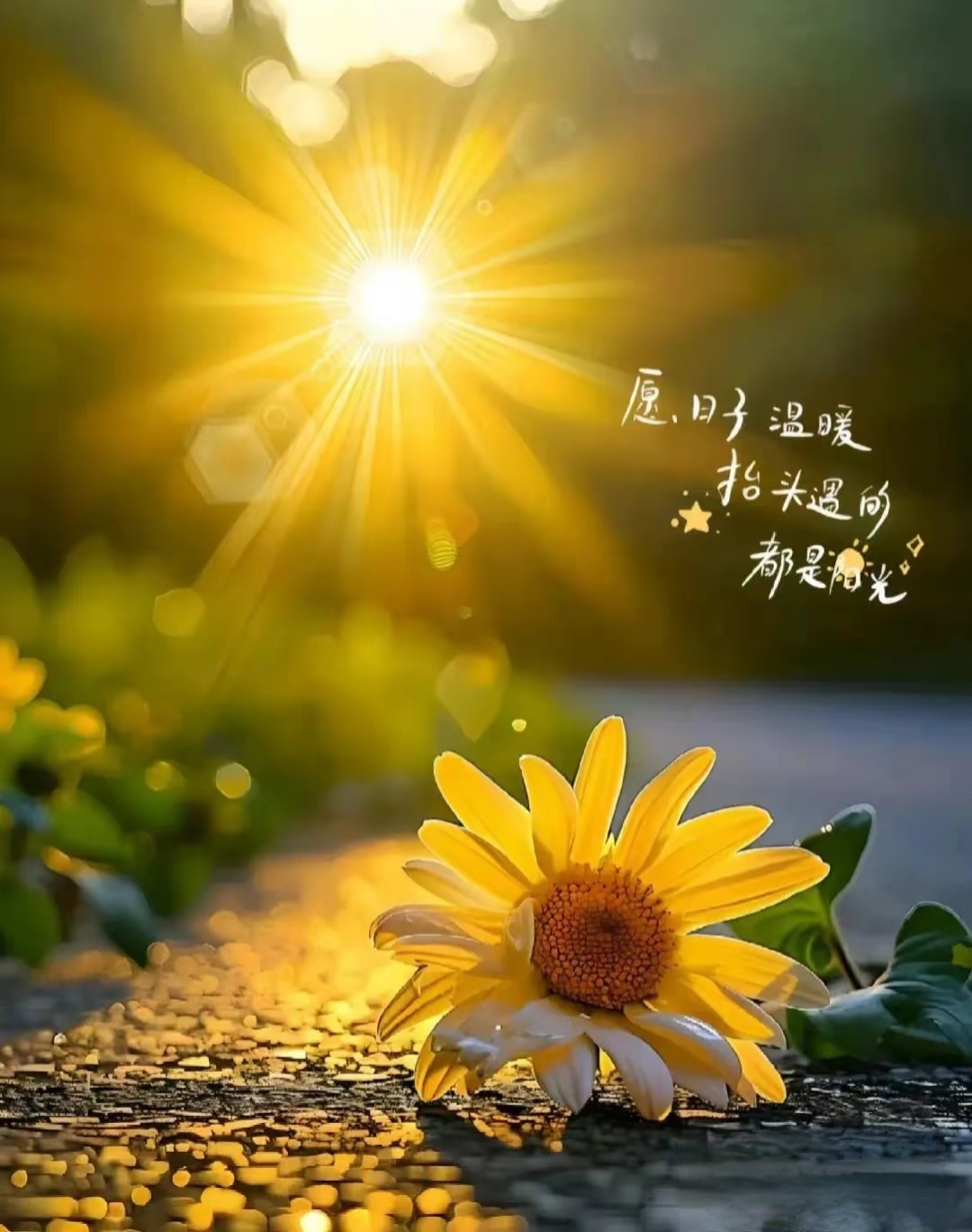 清晨,阳光洒满大地,抬头望去,都是温暖的光芒