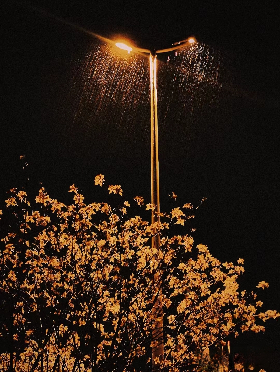 雨夜漫步,街灯下偶遇一片金灿灿的花海,心情瞬间美丽!