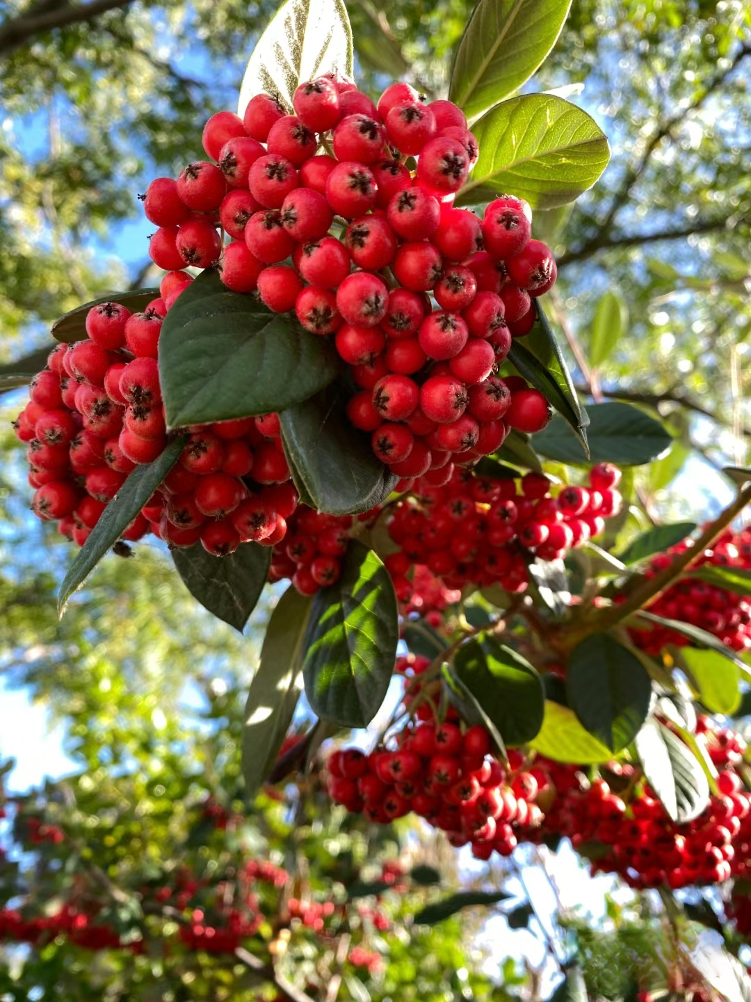 满树红果似火热情烈,秋日暖阳下更显娇艳