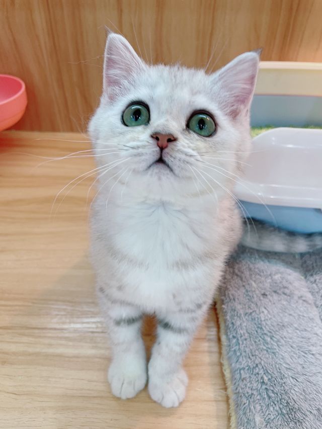 小猫找领养,两个月大银渐层,小尝领养给个猫粮钱就行.