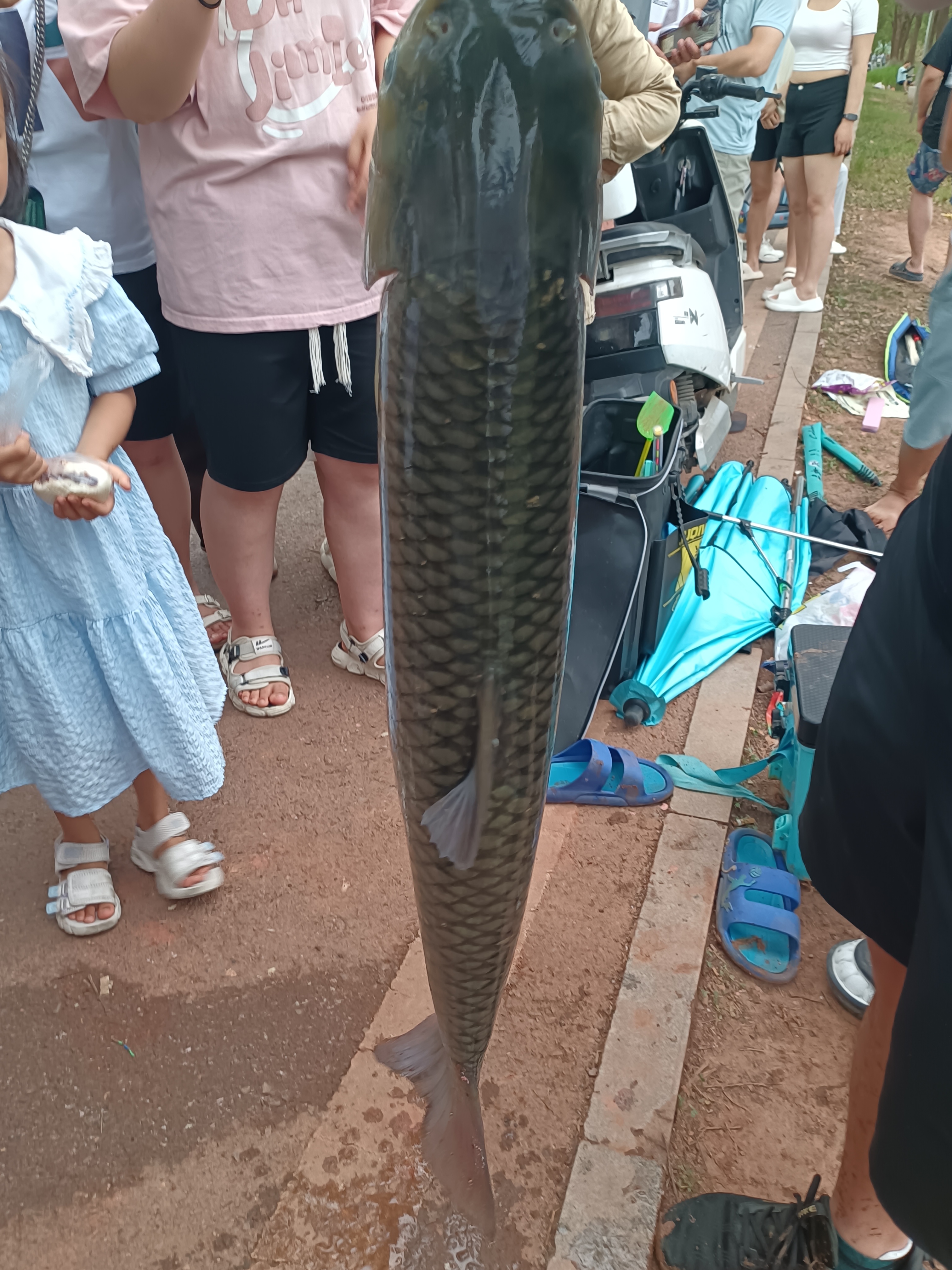 好大的一条草鱼,猜猜有多重?