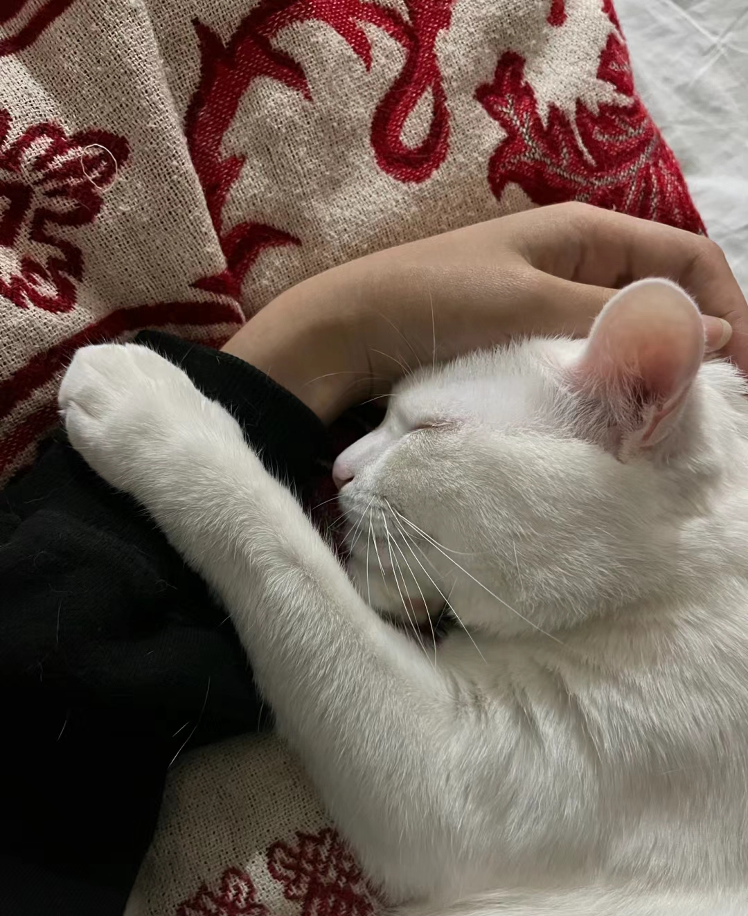 在寒冷的冬天,最适合午睡的周末下午,怀里抱着自己养大的小猫,小猫怀