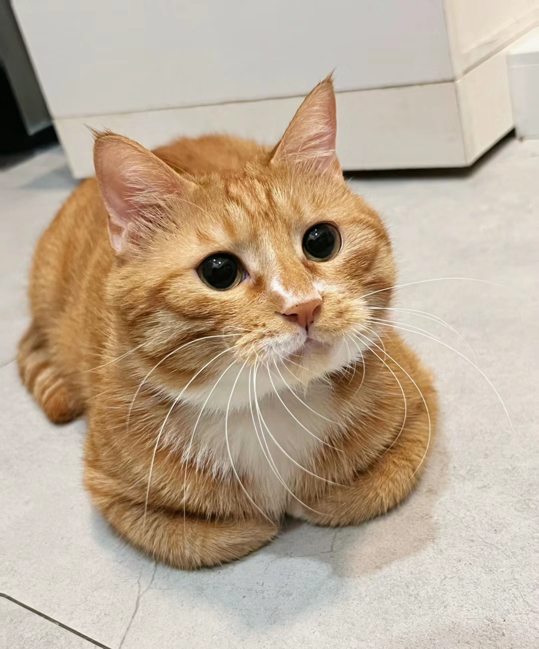 每次如果睡前猫粮没加够,半夜橘猫就会来床头喊我,如果喊不醒就会咬我