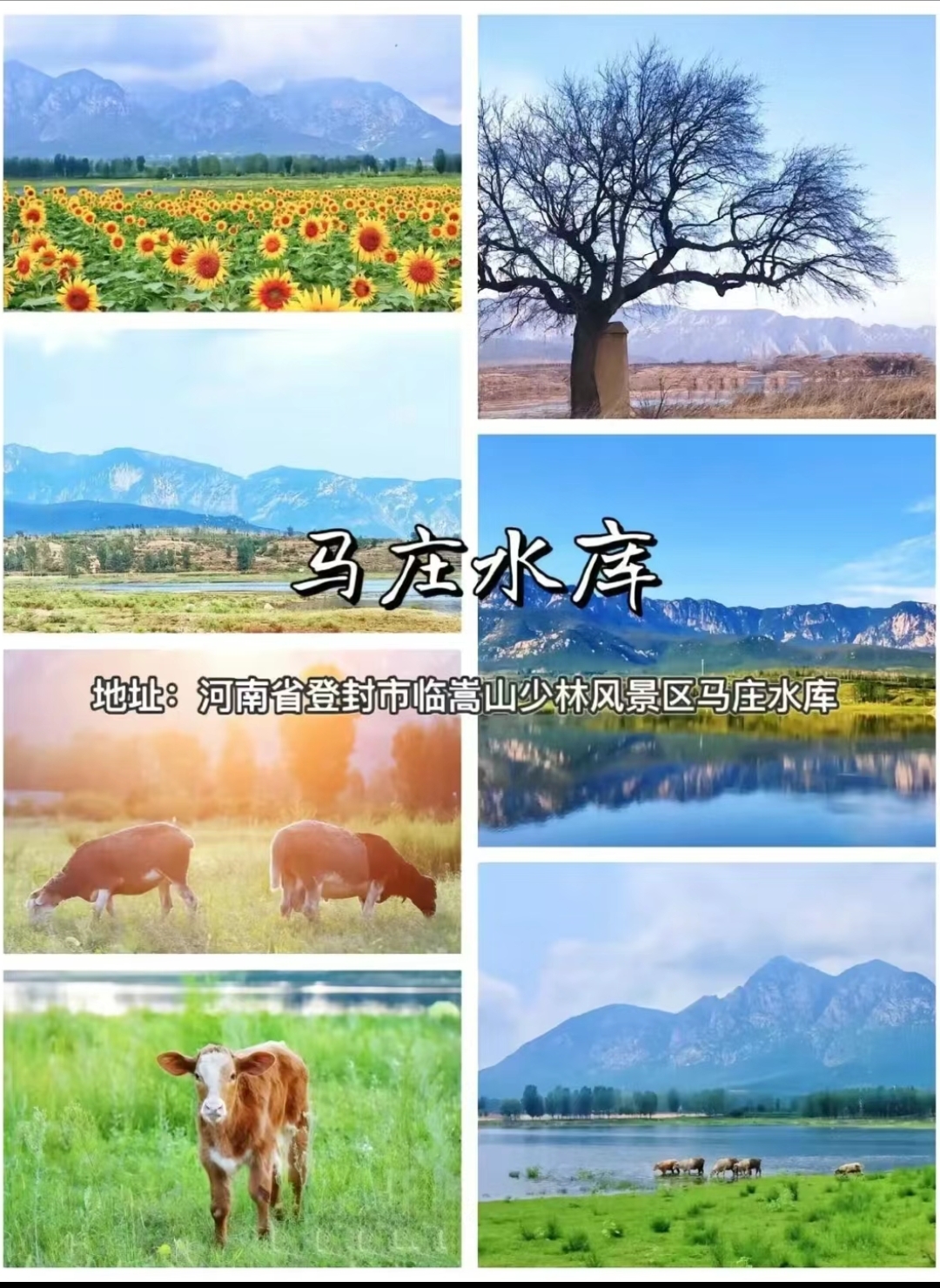 现在的黄鹿山景区环境非常宜人,凉亭,小鹿,野餐,打牌,喝茶,喂小鹿等