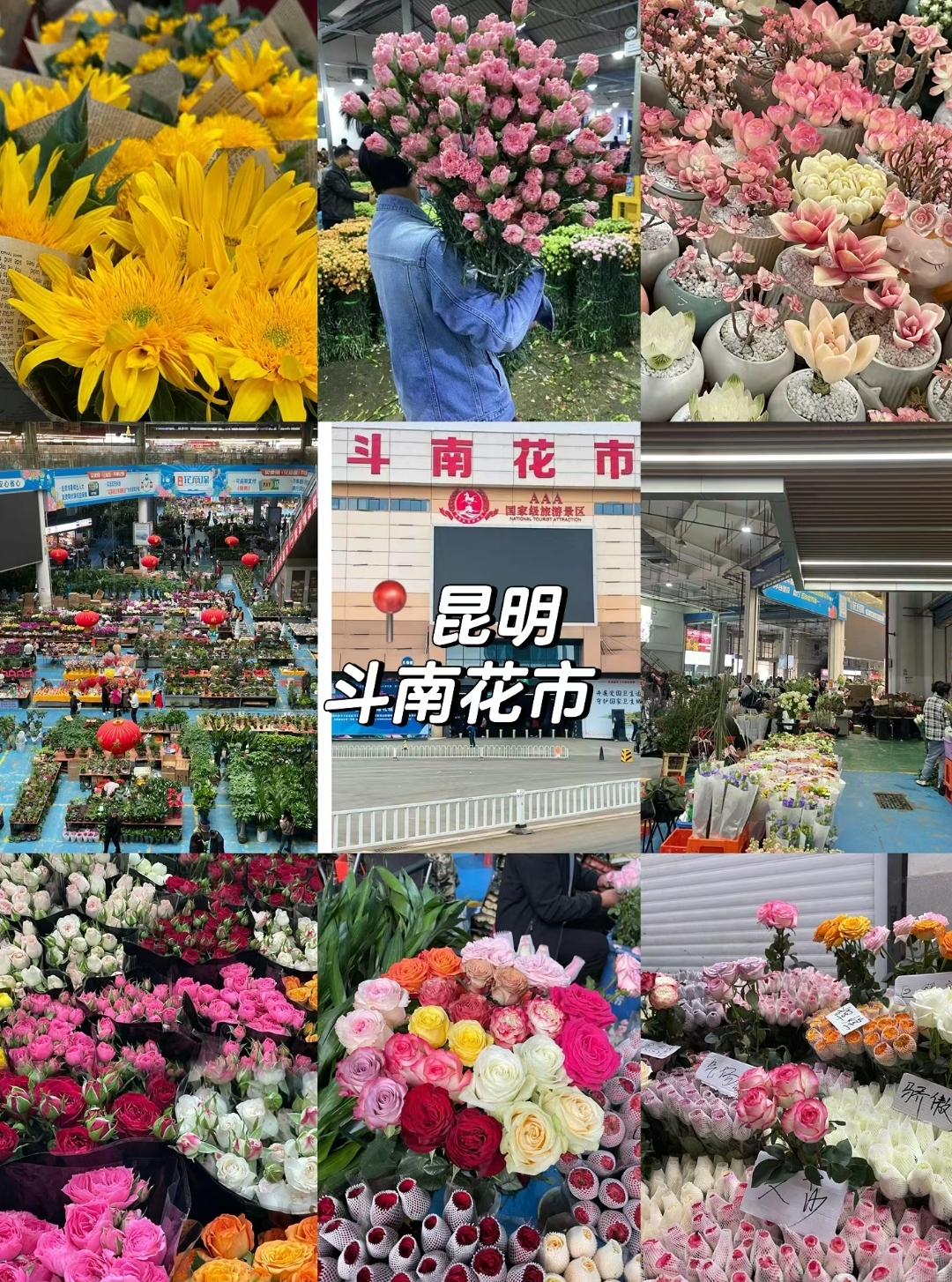 大理,丽江,香格里拉,西双版纳 站高铁到昆明 早上滇池,中午斗南花市