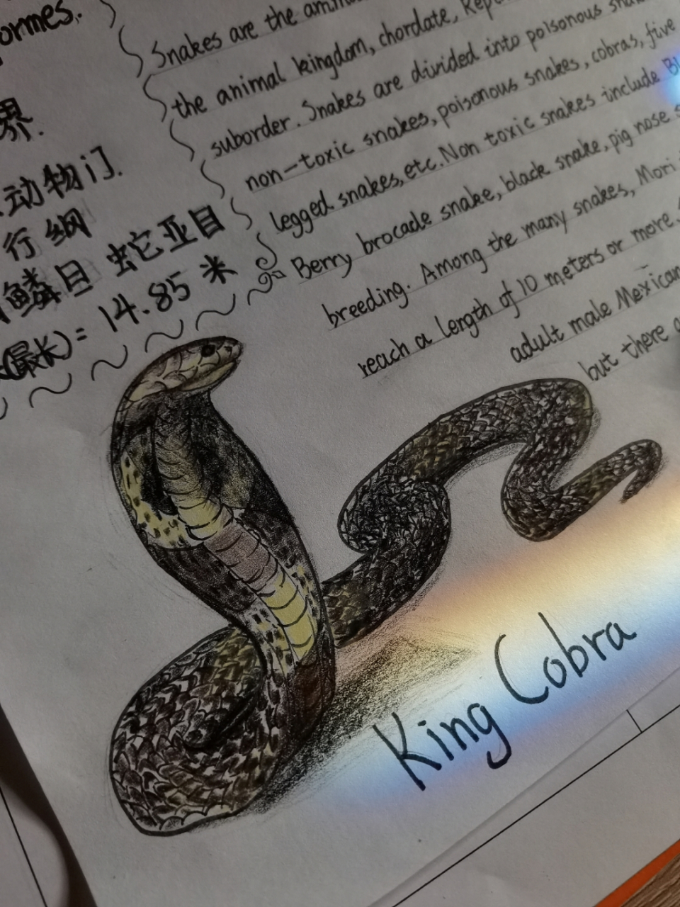 眼镜王蛇彩铅手绘 嘿嘿嘿,好看吗