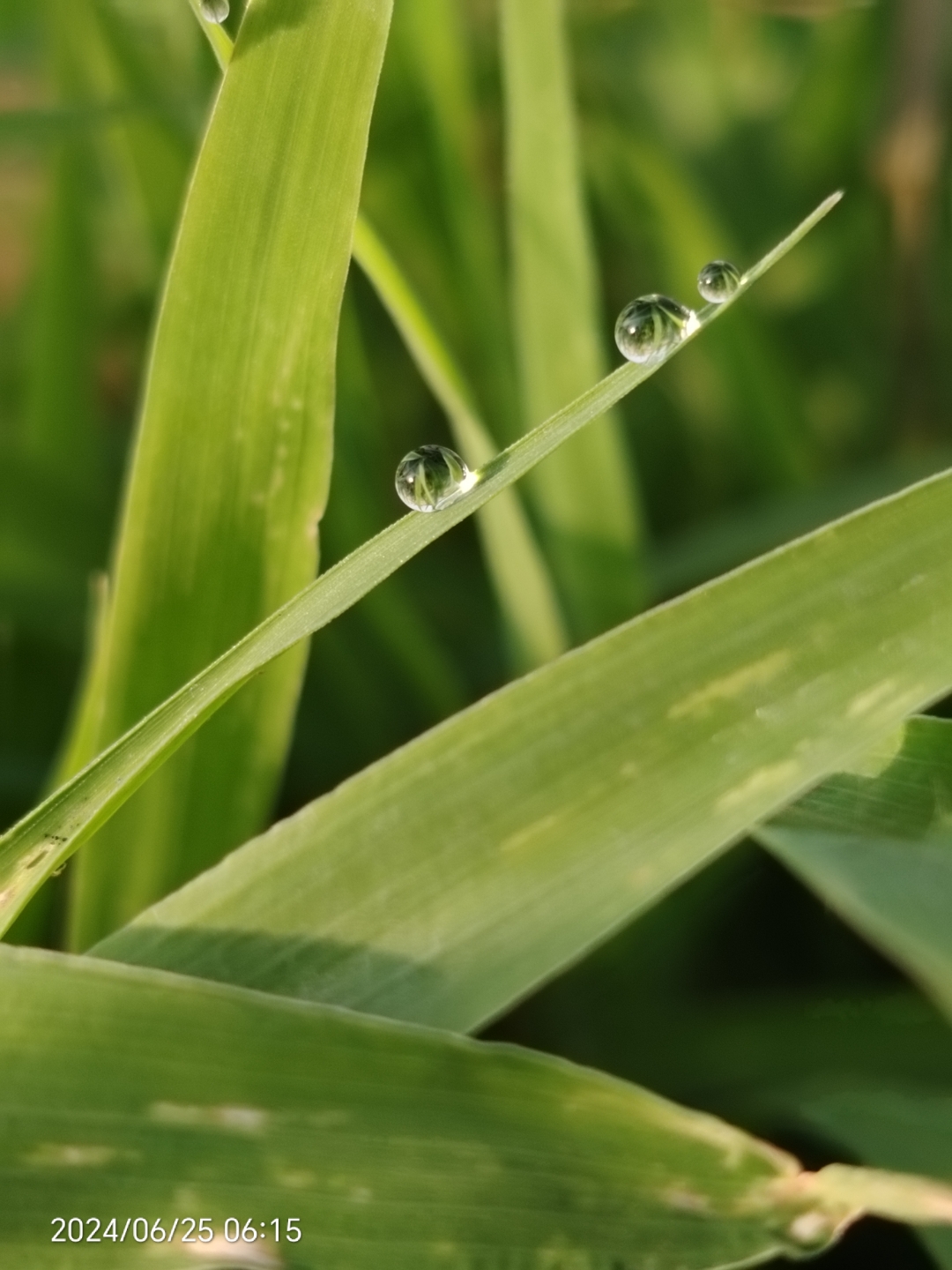 一直没过来了,也不知道在忙什么,早上拍的地头小草露珠,晶莹剔透的惹