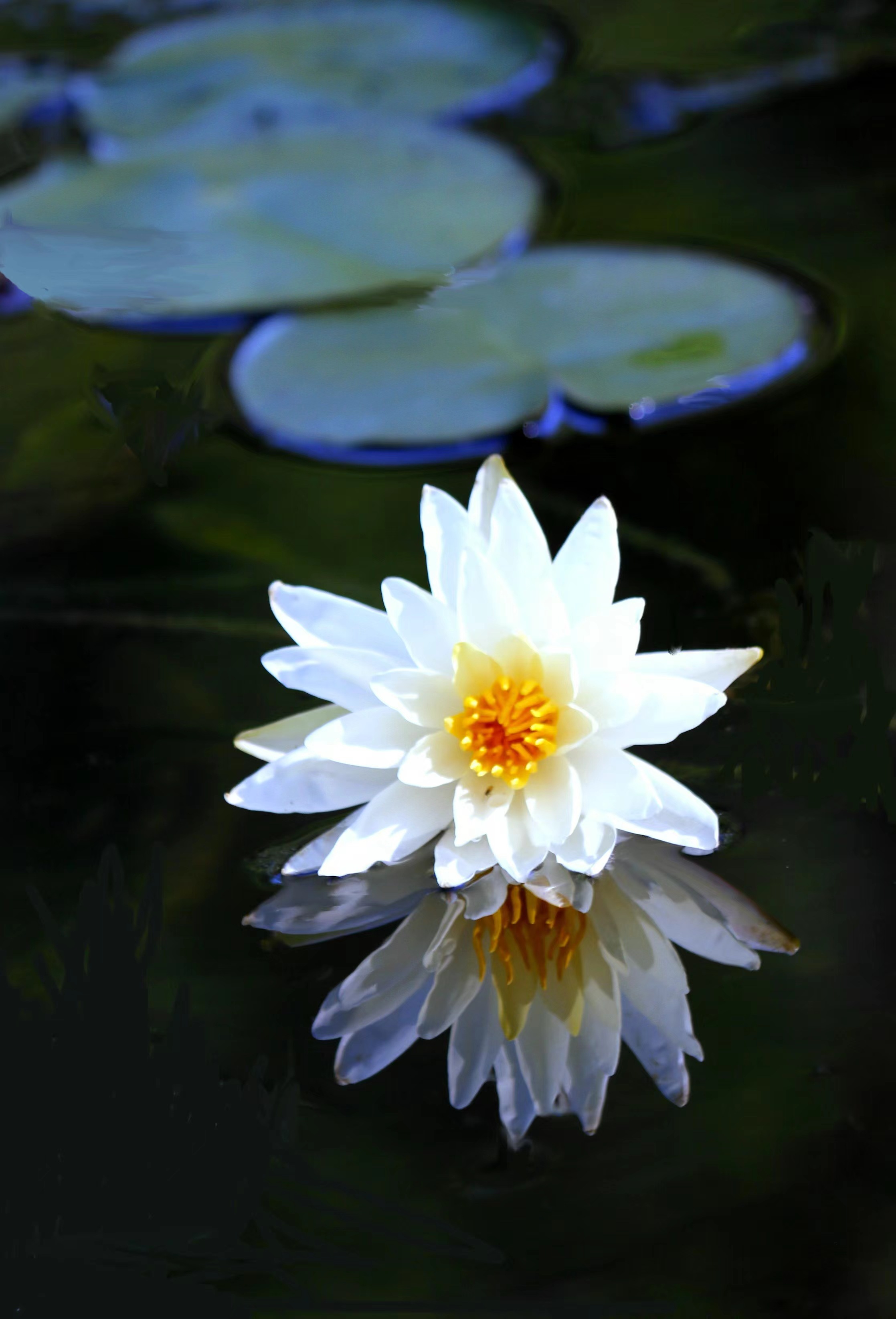 浮萍莲叶同纹理, 造物乘除一念功.