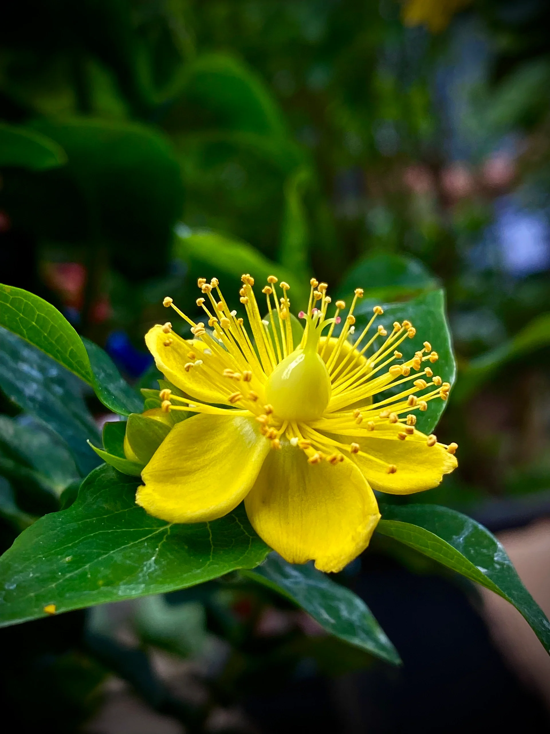 在古代,相思豆常常被用作爱情的信物,传递着恋人之间的深情厚意.
