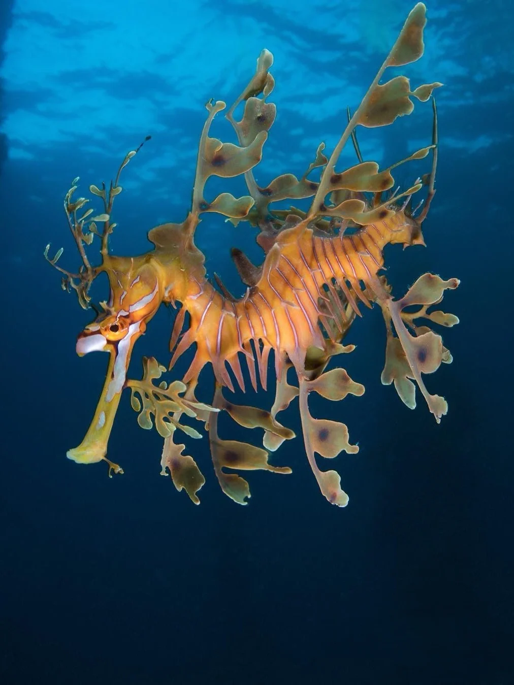 叶海龙,一种奇特的海洋生物,它的外形独特,具有很高的观赏价值.