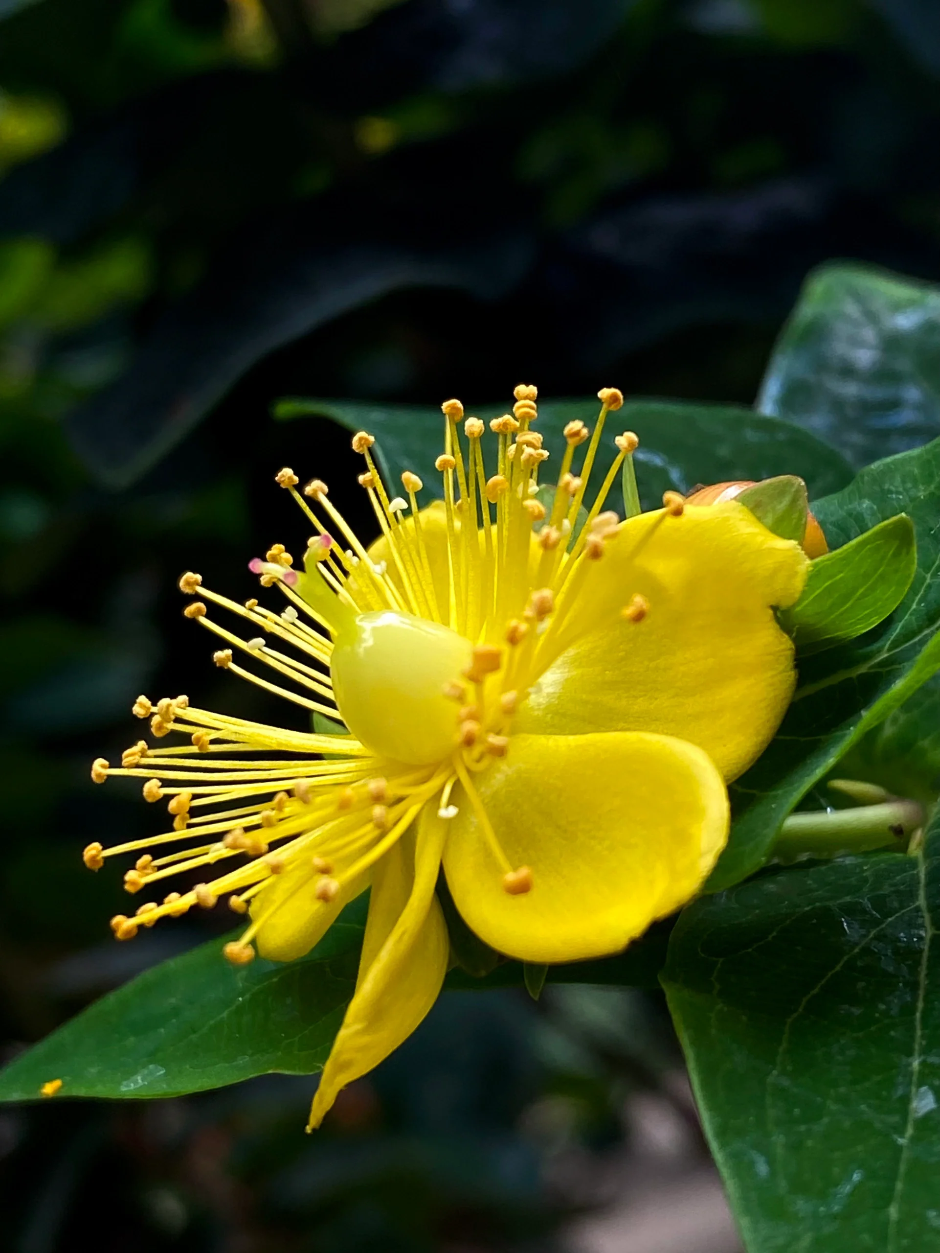 相思豆,也被称为海红豆,是一种美丽的植物.