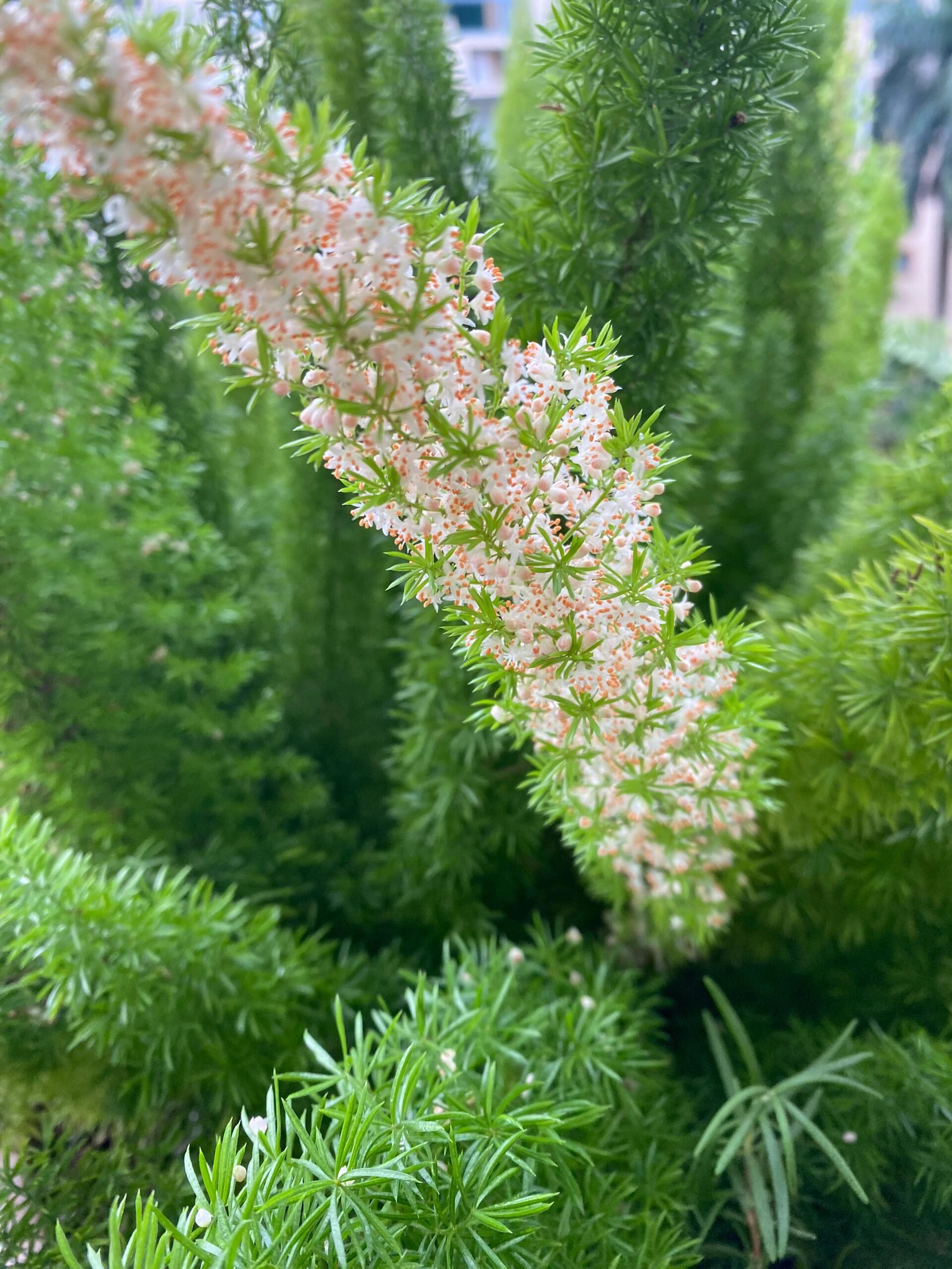 狐尾天门冬是百合科天门冬属植物,原产于南非,中国有引种栽培