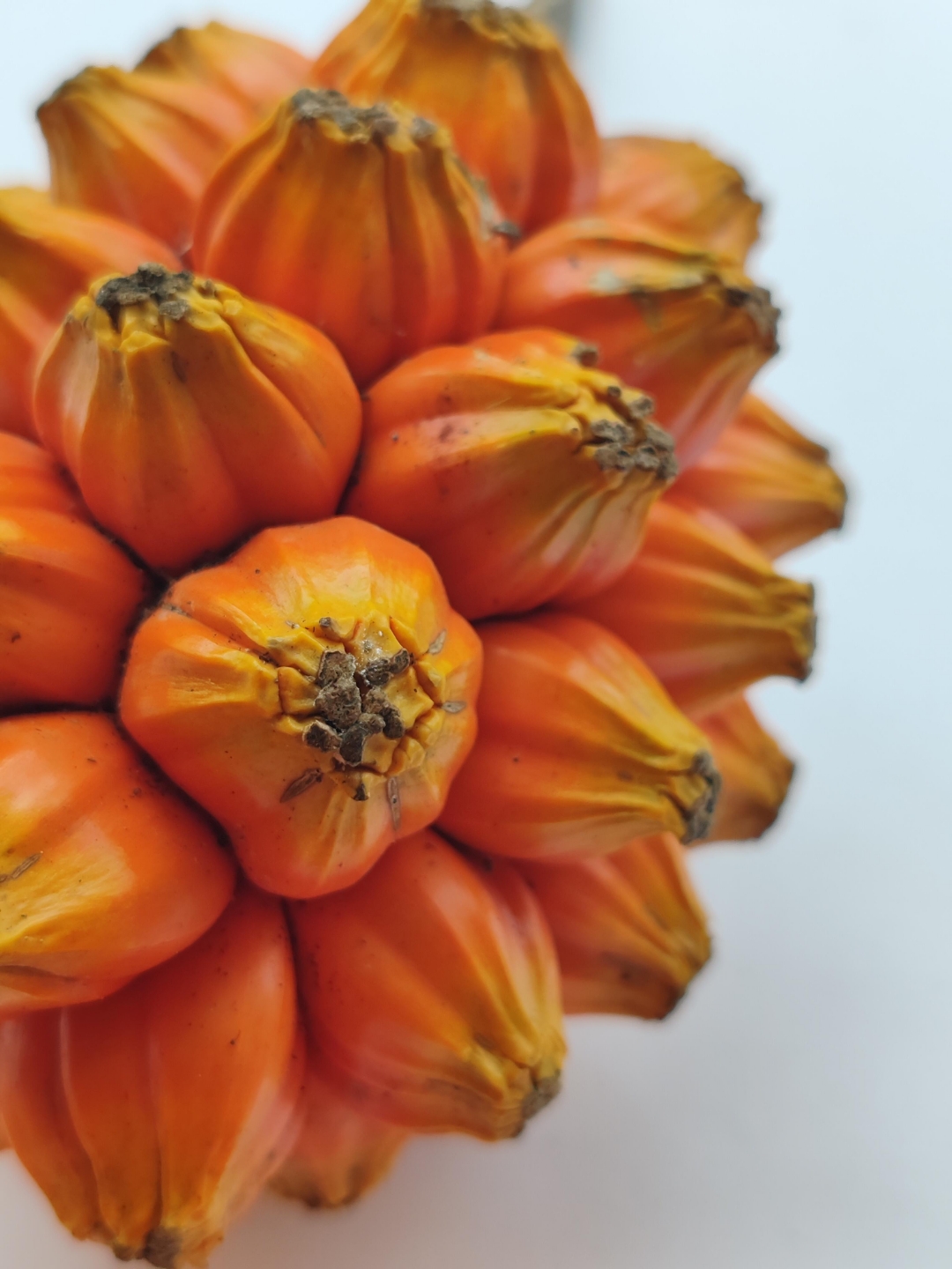 露兜树果是露兜树的果实,也被称为华露兜,假菠萝,野菠萝,山菠萝