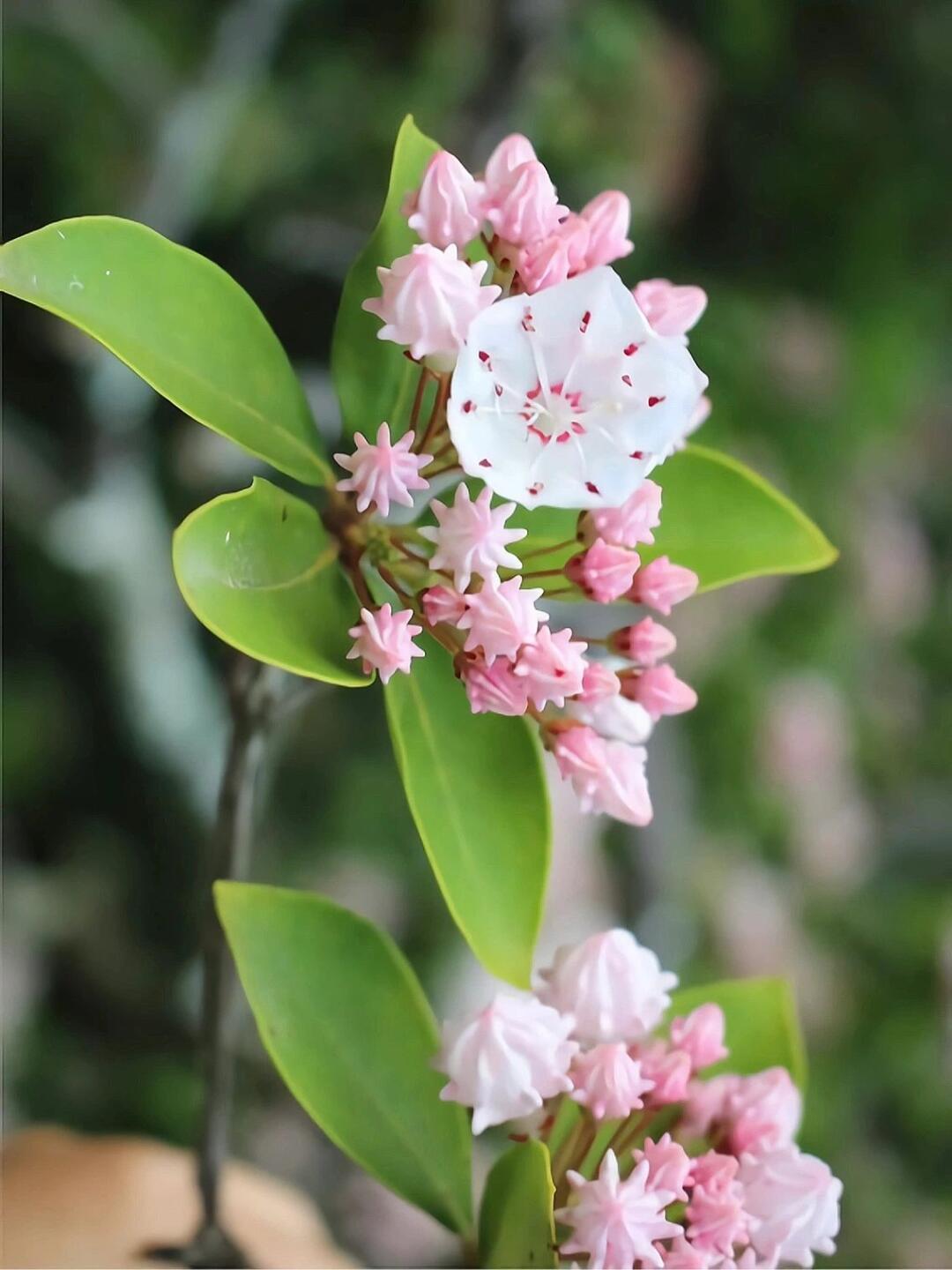 山月桂,又称山桂花,月桂树,是常绿乔木的一种.