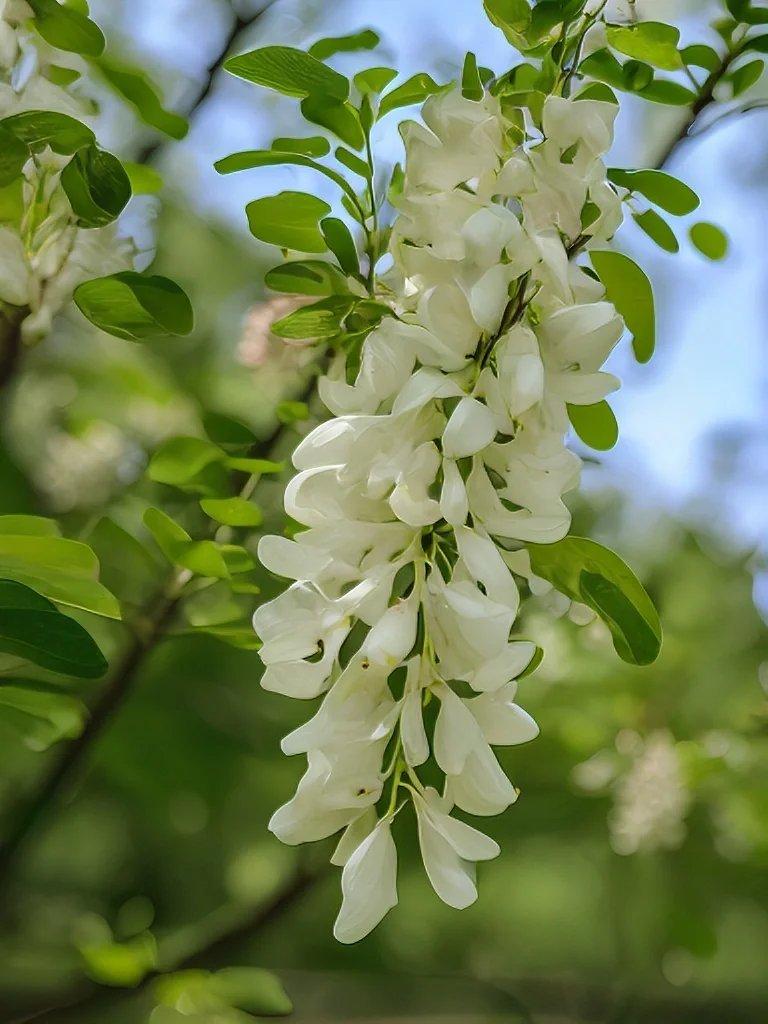 在繁华的都市中,看到一树盛开的槐花,仿佛能