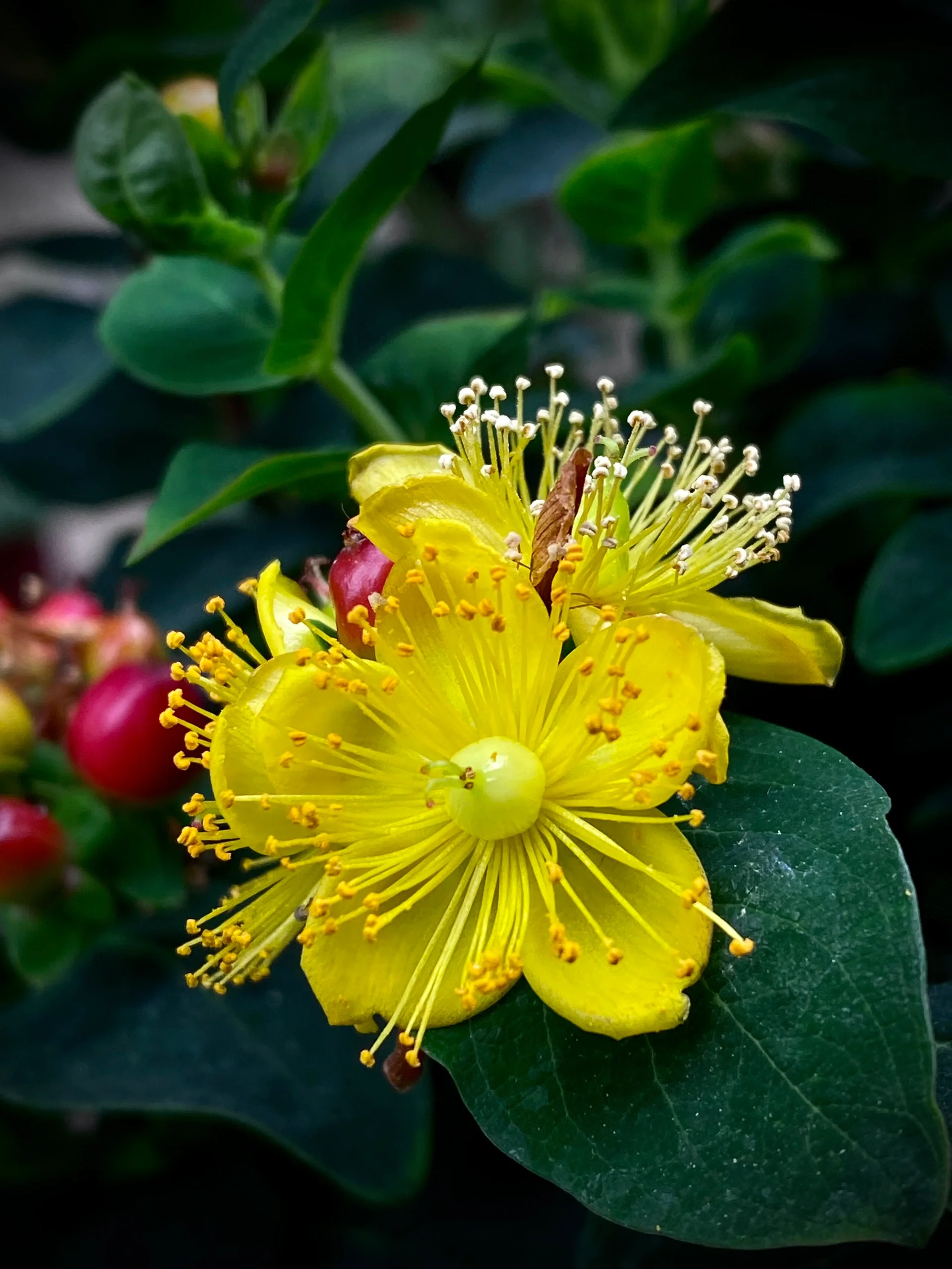 相思豆,也被称为海红豆,是一种美丽的植物.