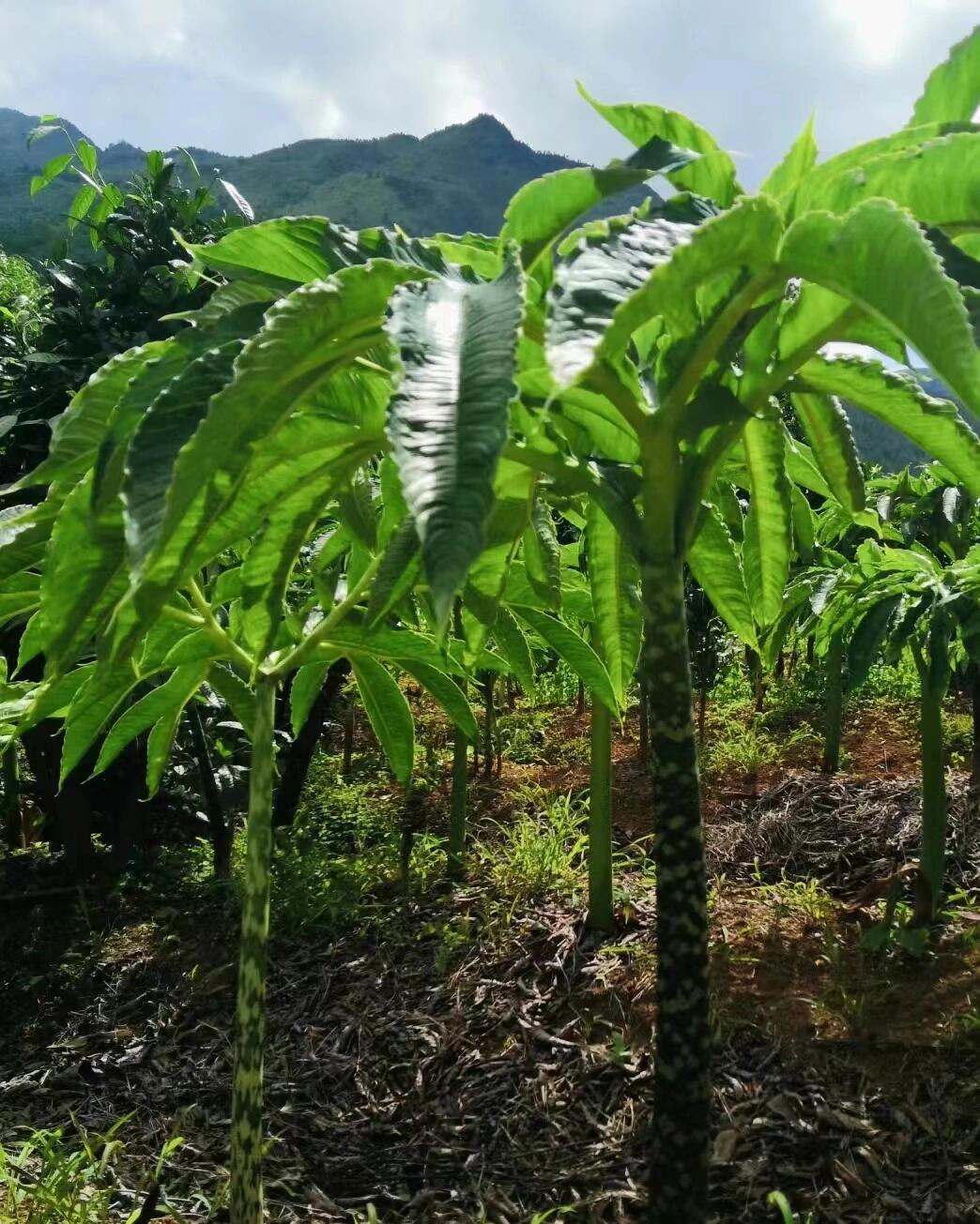 魔芋,这种神奇的植物,不仅口感独特,而且营养价值极高.
