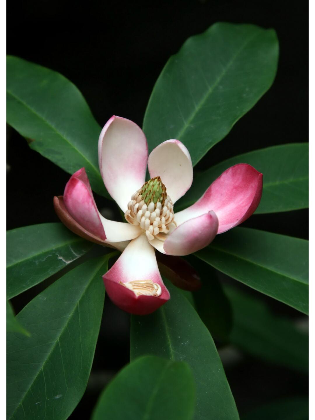 红花木莲,学名为manglietia insignis,是木兰科木莲属的乔木植物.