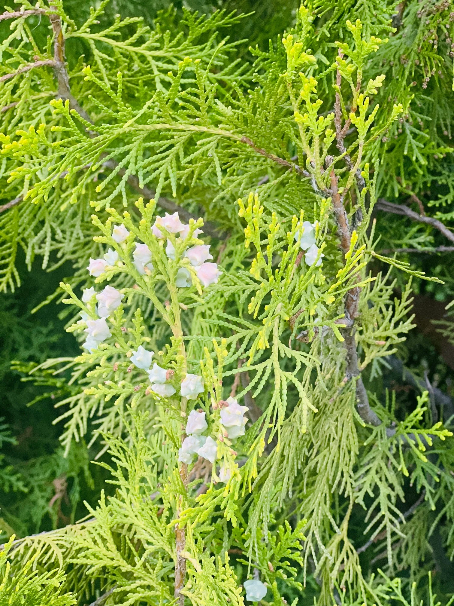 侧柏是一种常见的常绿乔木,具有独特的形态和强大的生命力.