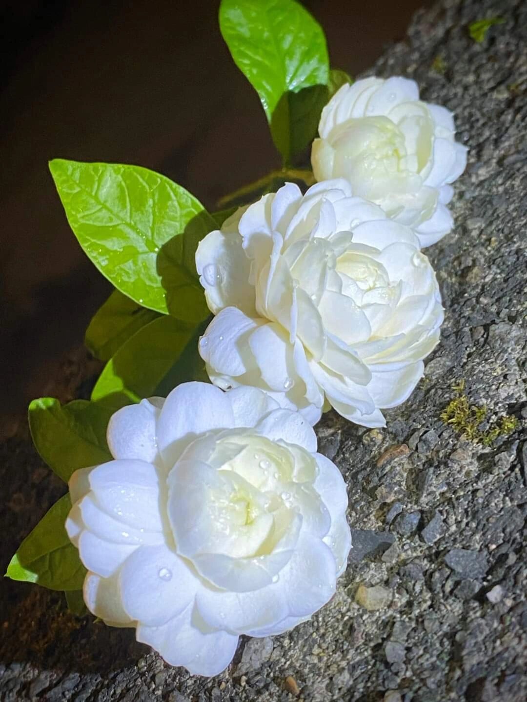 虎头茉莉,又称重瓣茉莉,是茉莉科茉莉属的一种花卉.