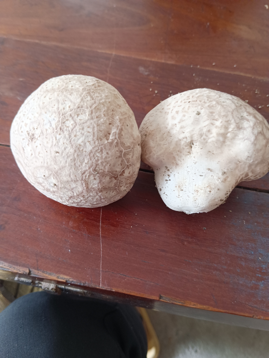 这是什么菇,在树下采的,不知道能不能吃?