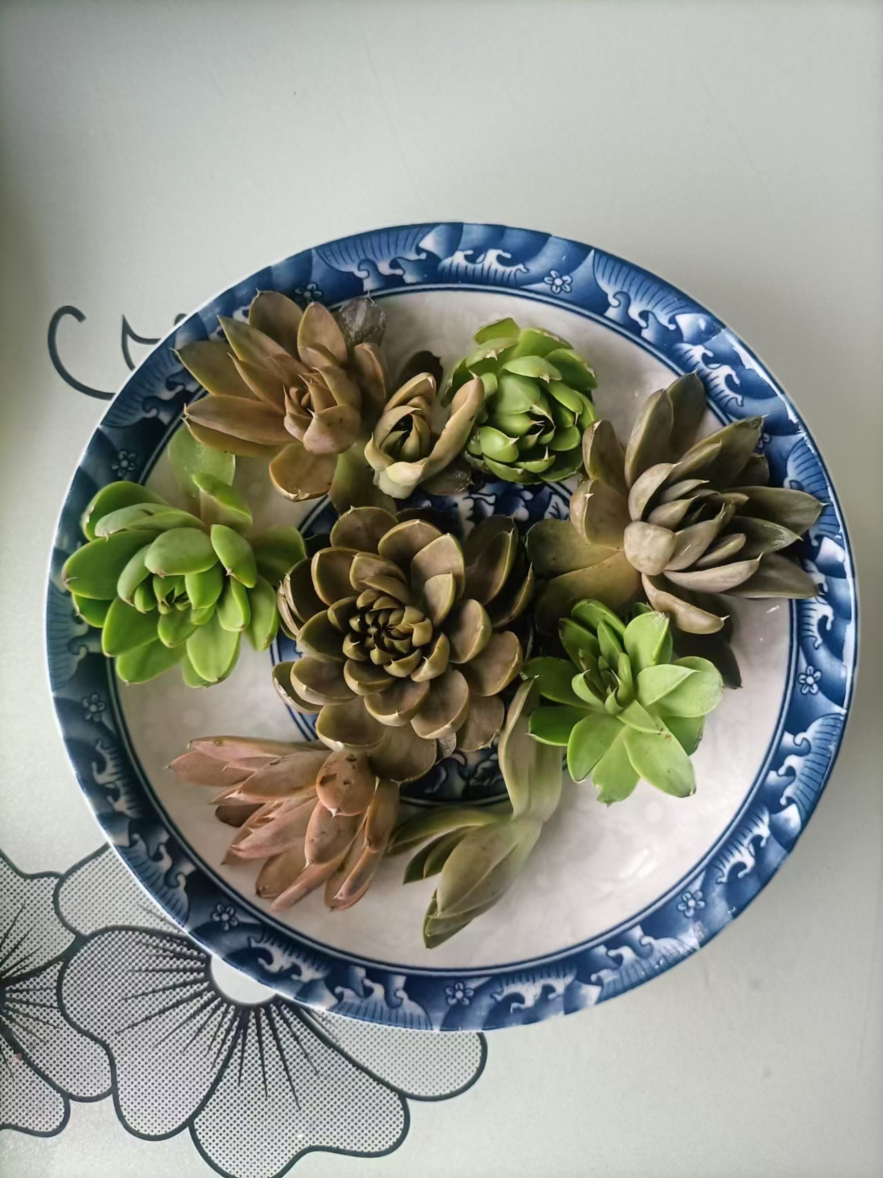 书上叫什么名字真不知道,我们的俗称是波波丁