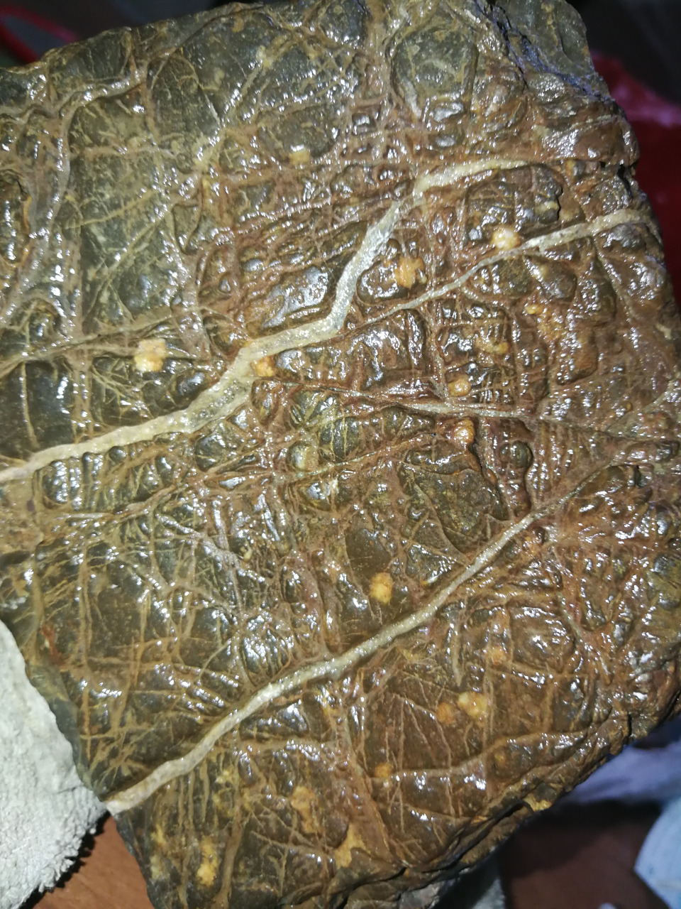 火星玄武岩陨石 地点江汉平原湖泊深基坑陨落群保存完好,无磁性,有