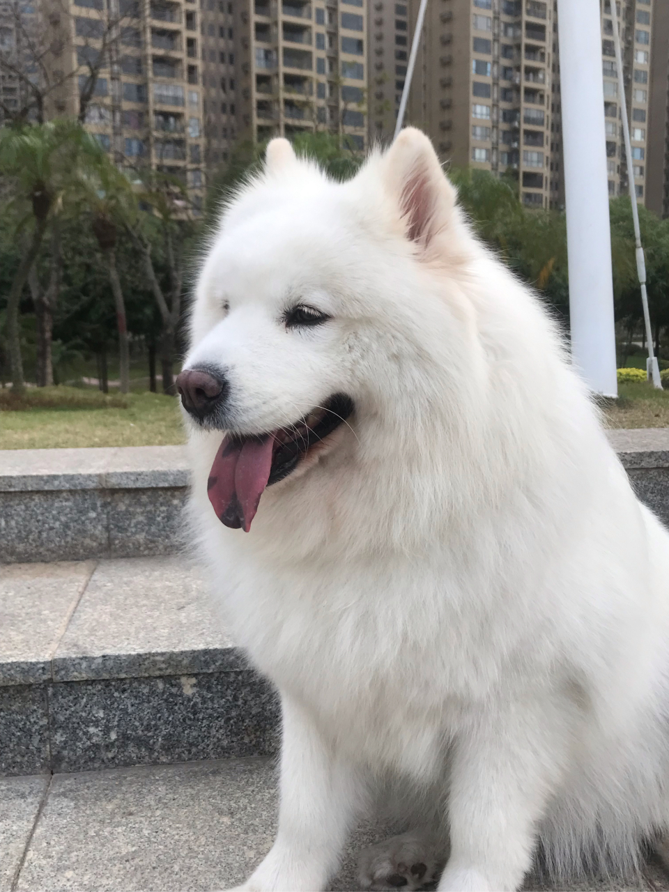 狗狗#萨摩耶犬是非常适合养的宠物,善良可爱美丽迷人的身姿,老人小孩