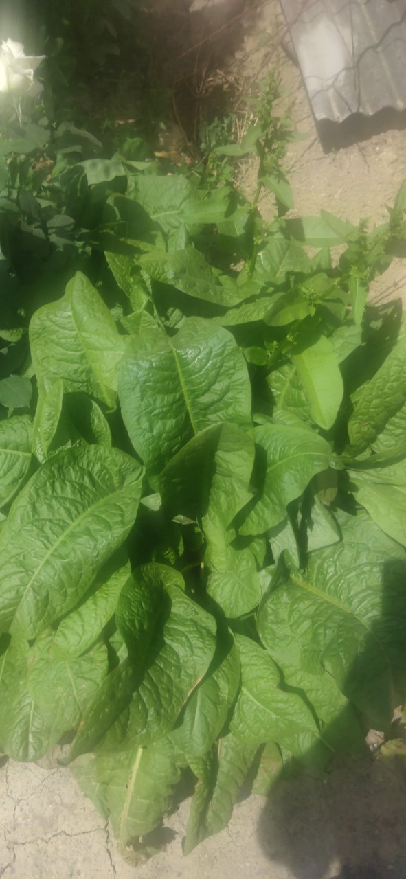 请问这是什么中草药,老家俗名娃娃草,叶子特别大,根可入药,医疗月经不