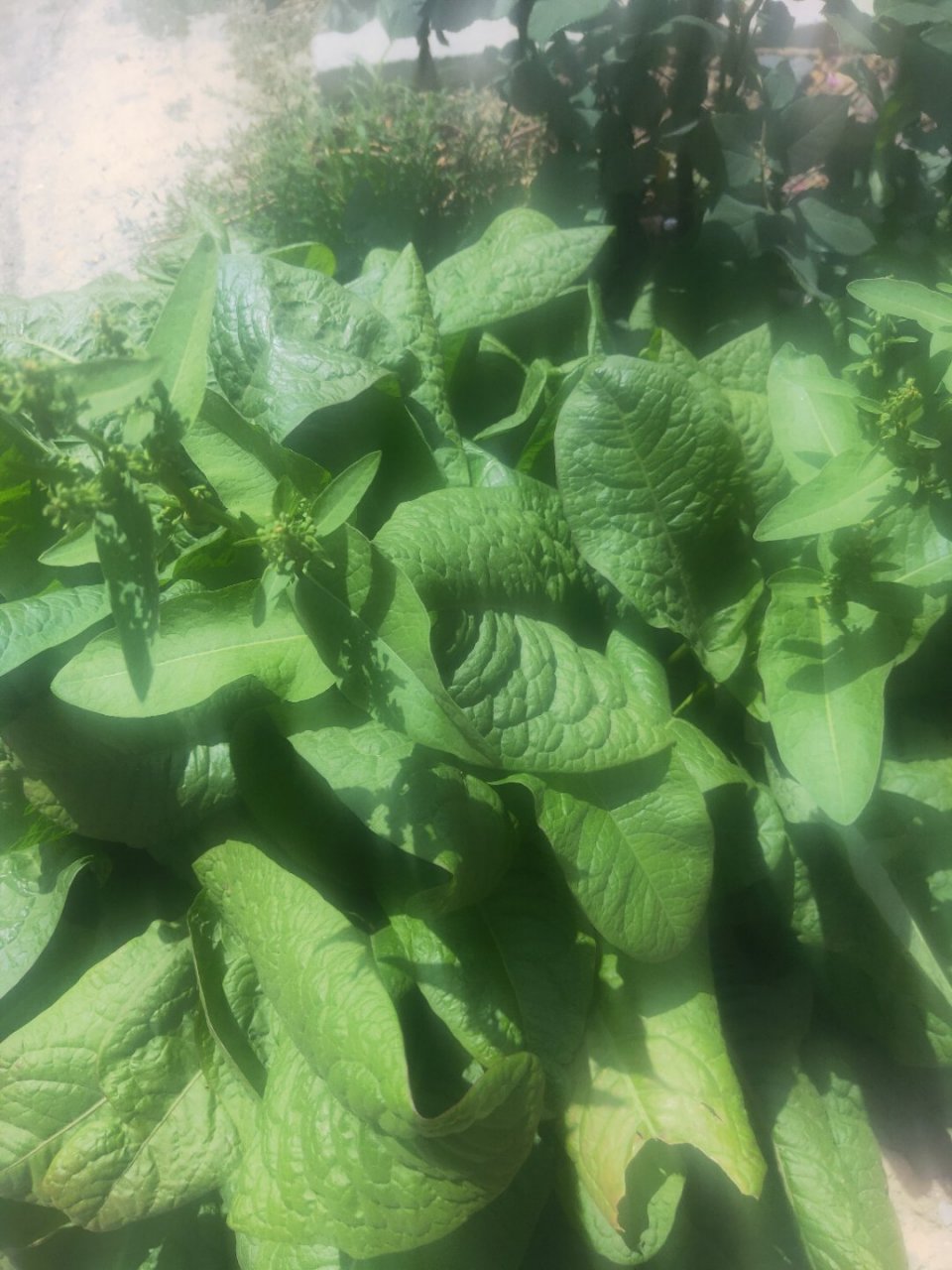 请问这是什么中草药,老家俗名娃娃草,叶子特别大,根可入药,医疗月经不