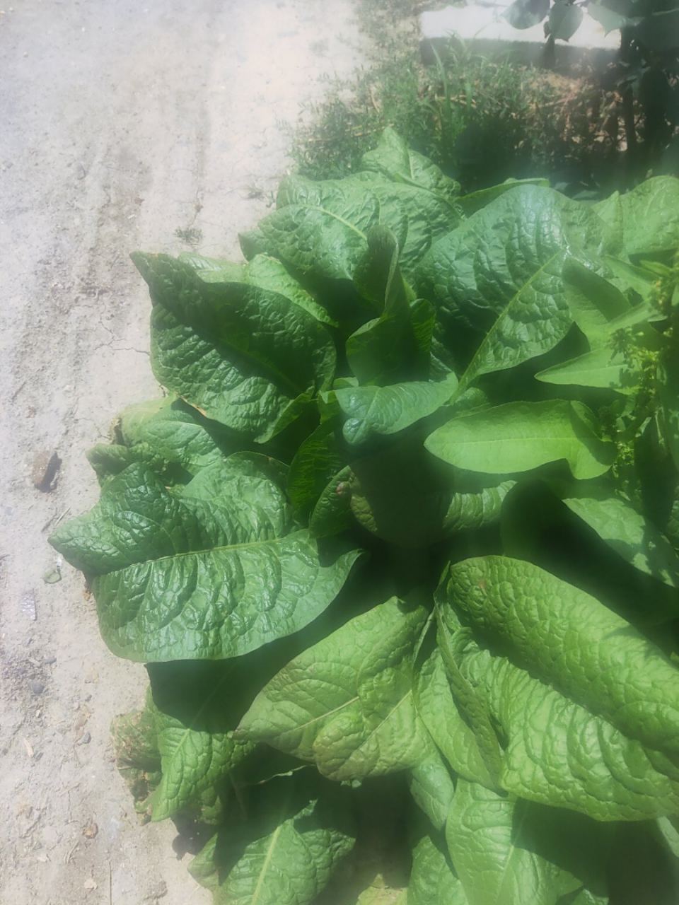 请问这是什么中草药,老家俗名娃娃草,叶子特别大,根可入药,医疗月经不